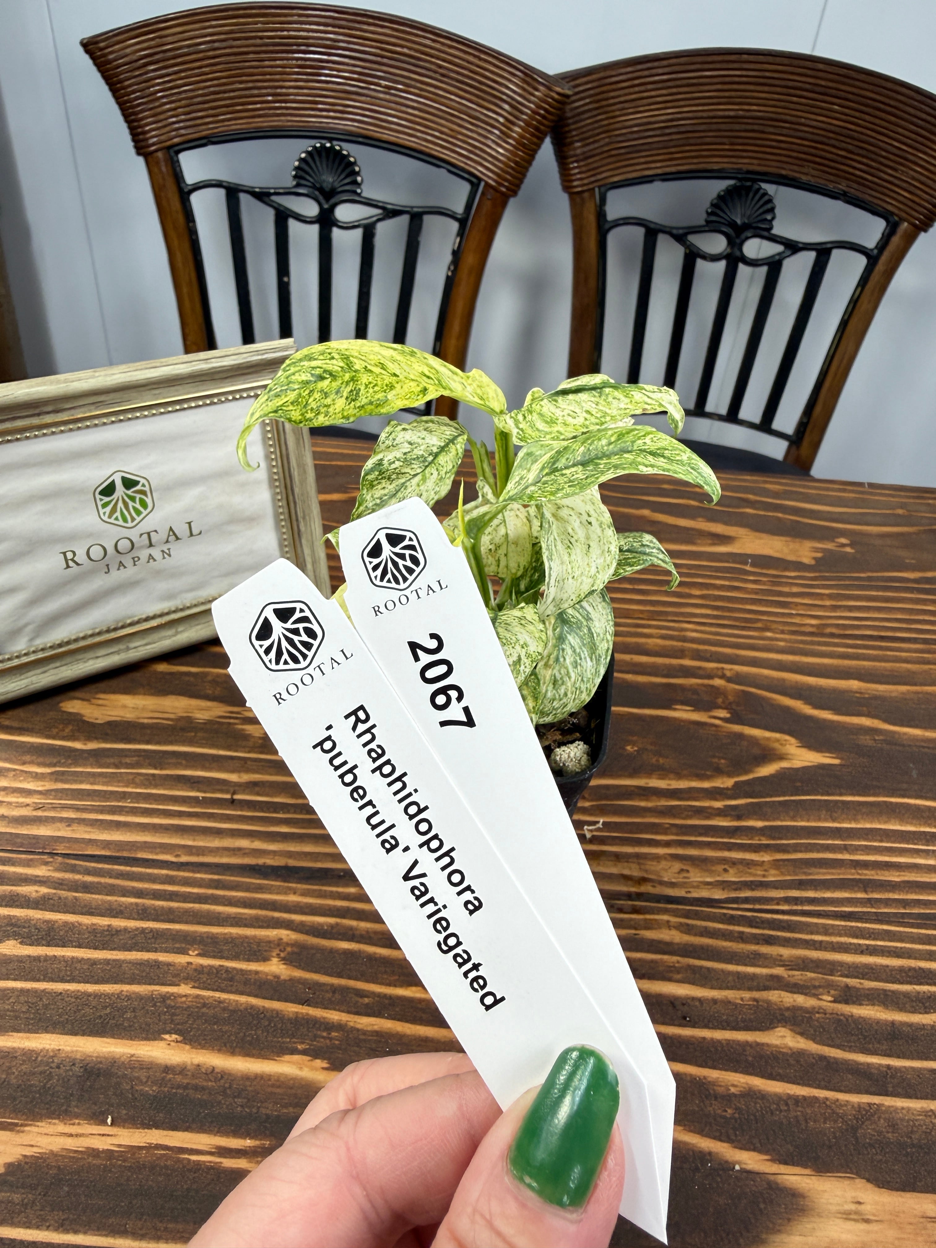 ★2067【株姿で選ぶ一株】ラフィドフォラ・プベルラ バリエガータ (2.5号ポット)