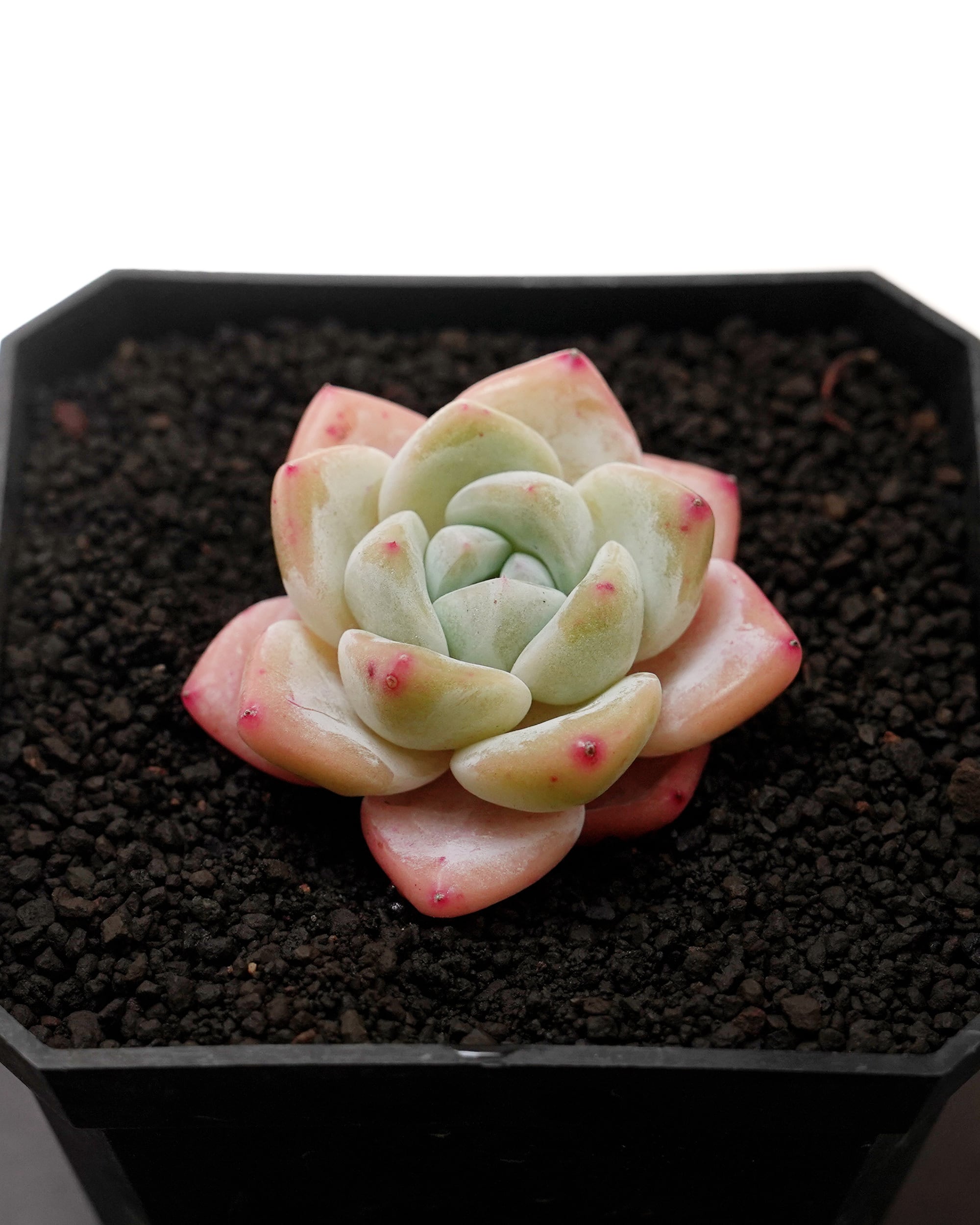 NEW RELEASE | PUKUBOOK SUCCULENTS