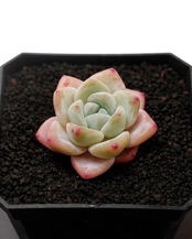 カット苗 フロストフラワー Echeveria 'Frost Flower'