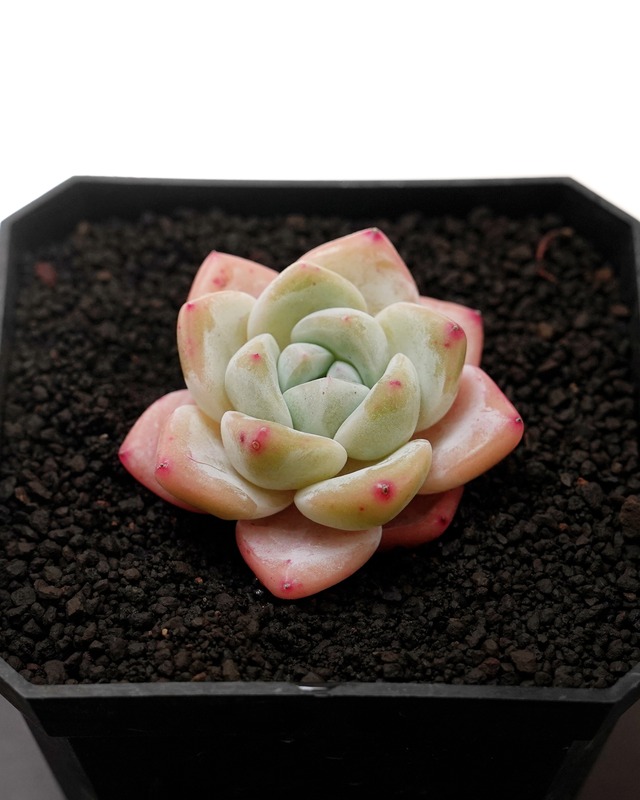 カット苗 フロストフラワー Echeveria 'Frost Flower'
