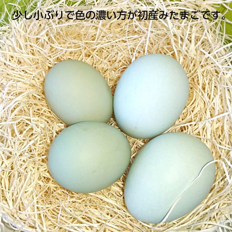 期間限定！！】初産み卵 緑の一番星 30個 | 田子たまご村