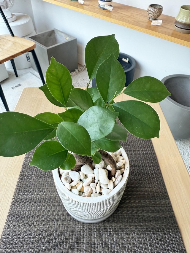 ガジュマル　白