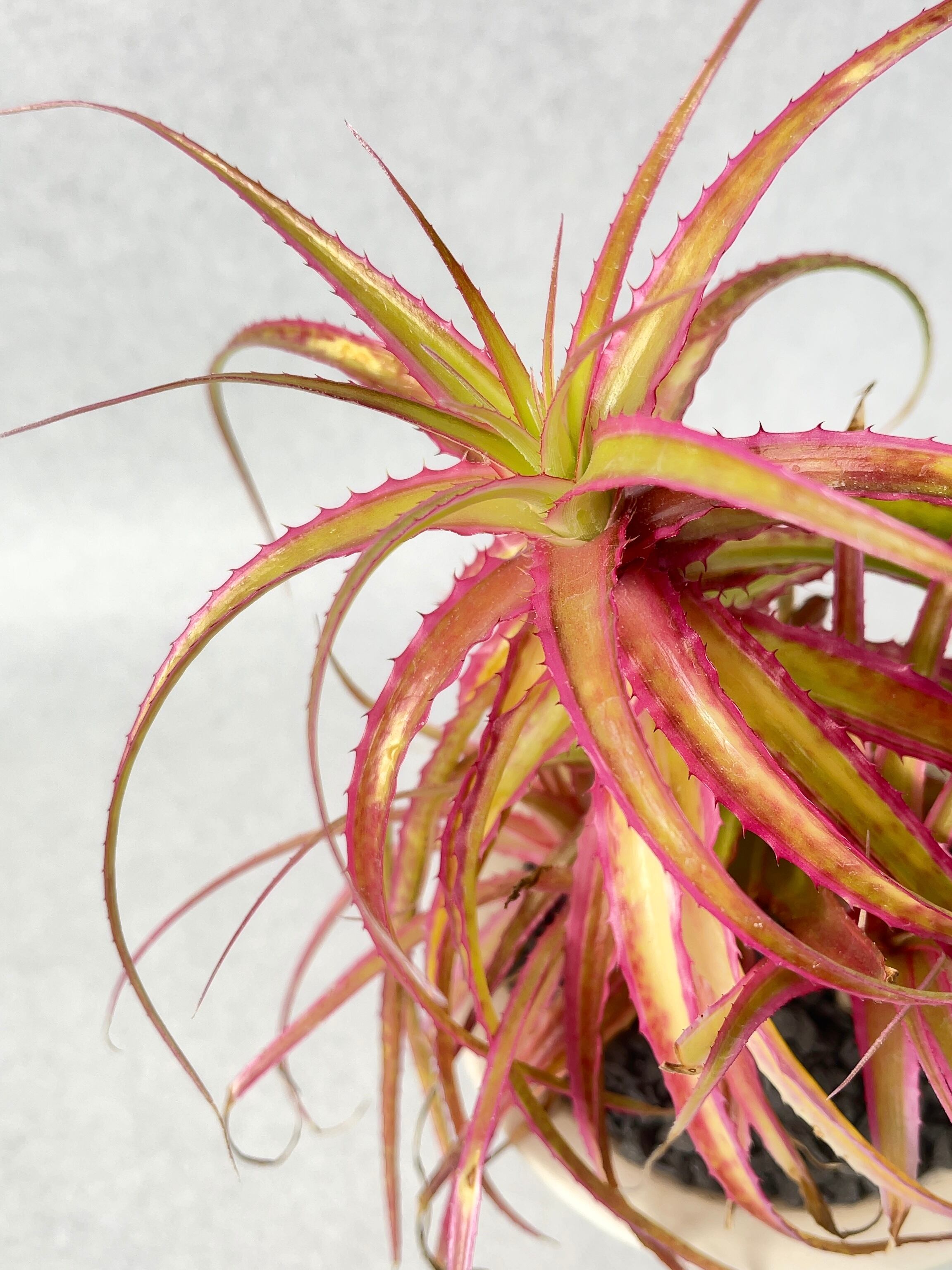 ユーフォルビア・オンコクラータ錦綴化 | trigger