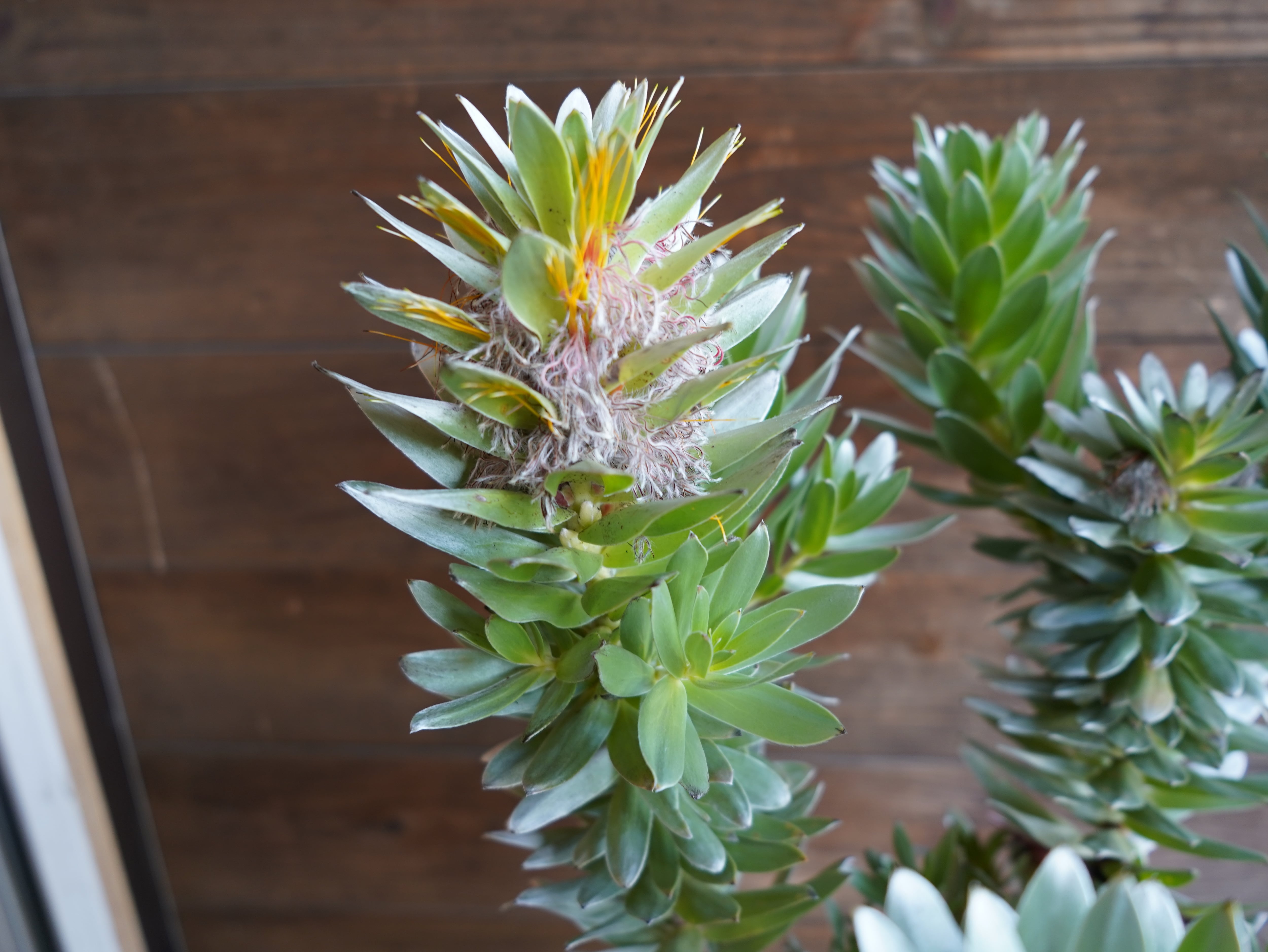 【現物】ミメテス　”クラッカージャックシルバー”　C