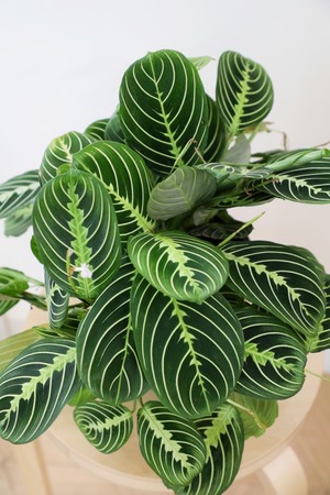 【M】マランタ レモンライム/Calathea
