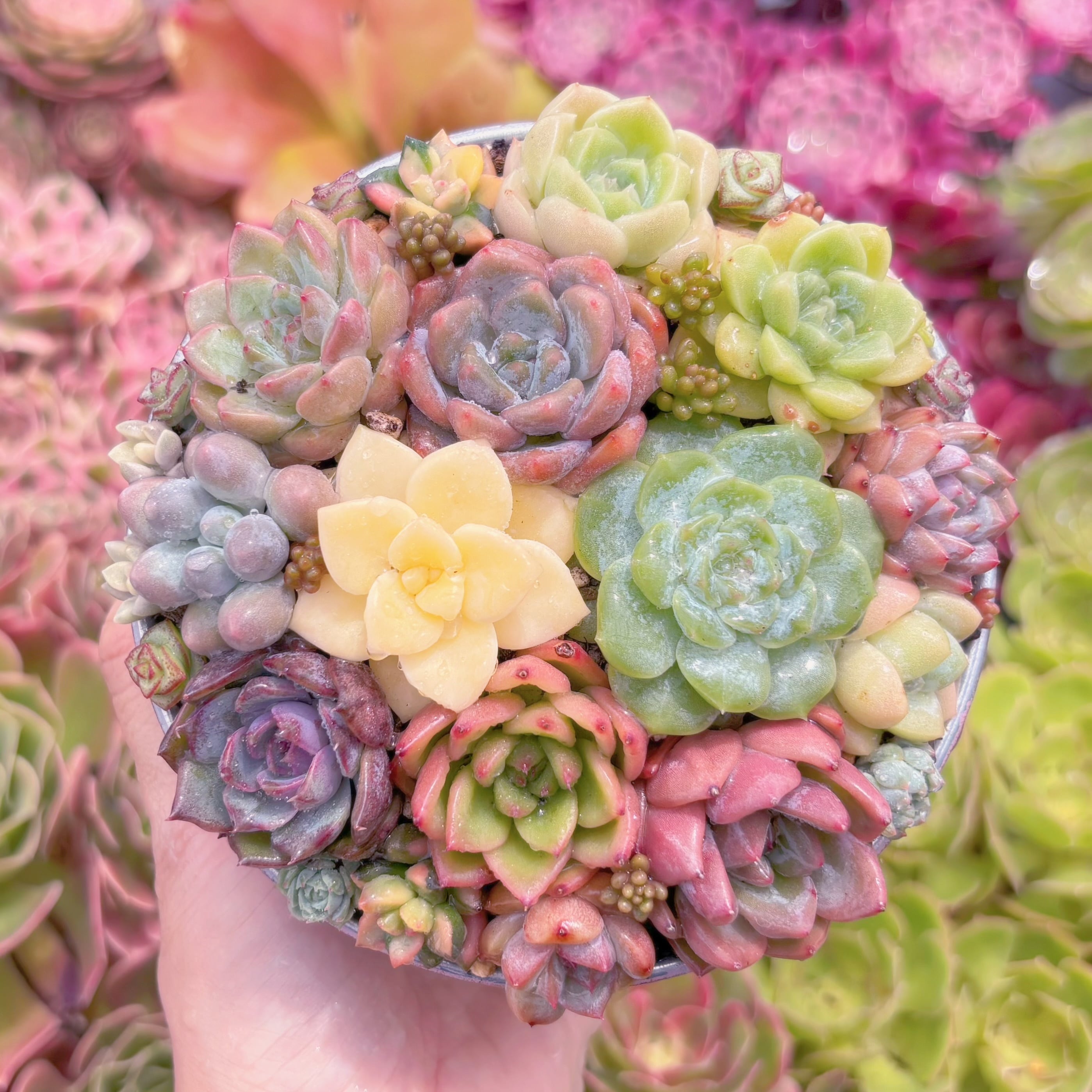 ☆*☆様 BX1105 ロココ 15株 多肉植物 抜き苗 エケベリア ☆*☆様