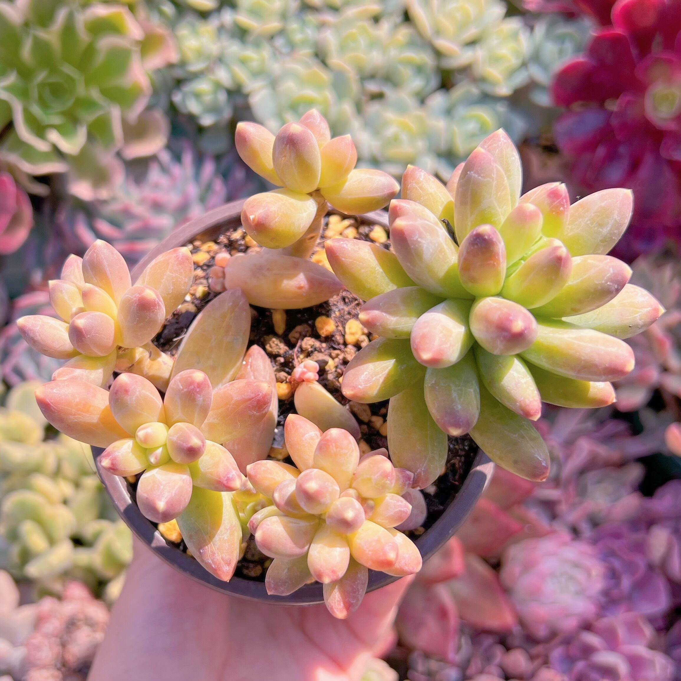 現品　千代田の松#581　るる農園