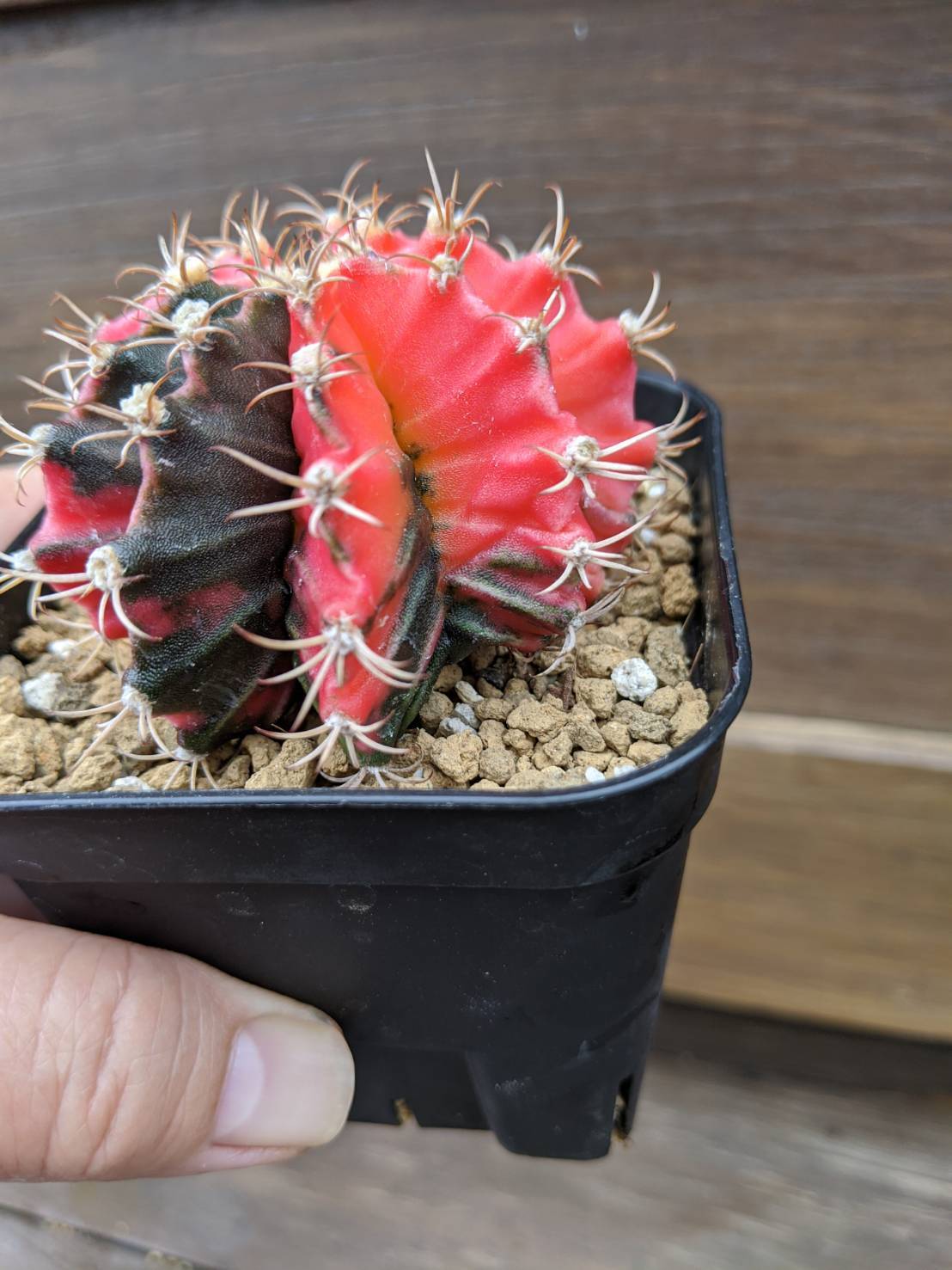 Gymnocalycium mihanovichii 緋牡丹錦 サボテン | plants MARU