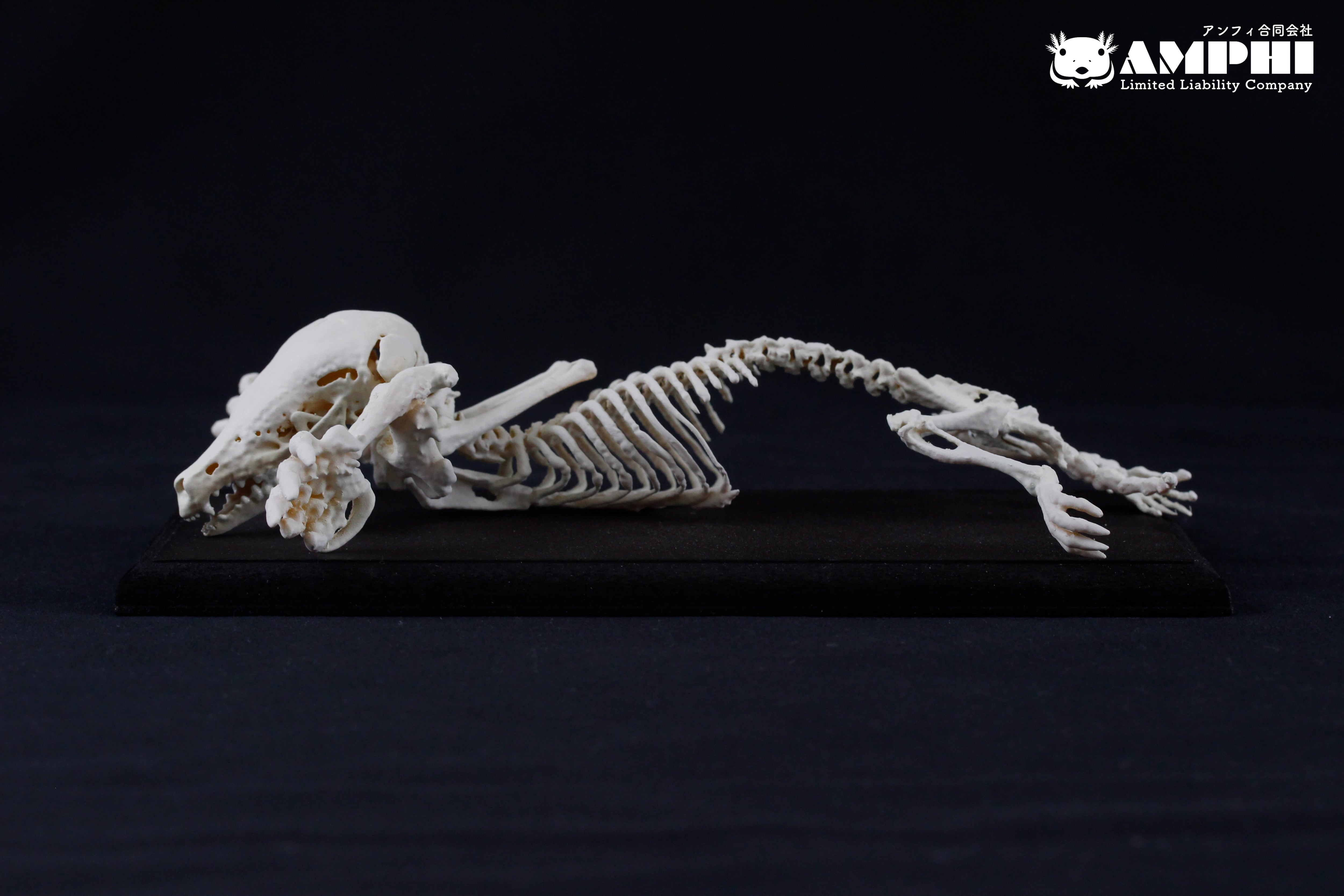 美！29cm！アメリカクロクマ　頭骨 B ☆即納☆美！29cm！アメリカクロクマ 頭骨 B - 頭骨・骨格標本