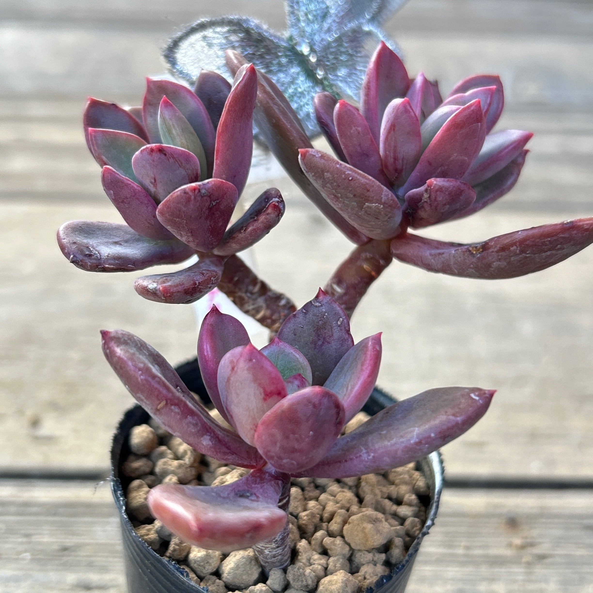 8f488441c6466fe5b837bf27062bc8