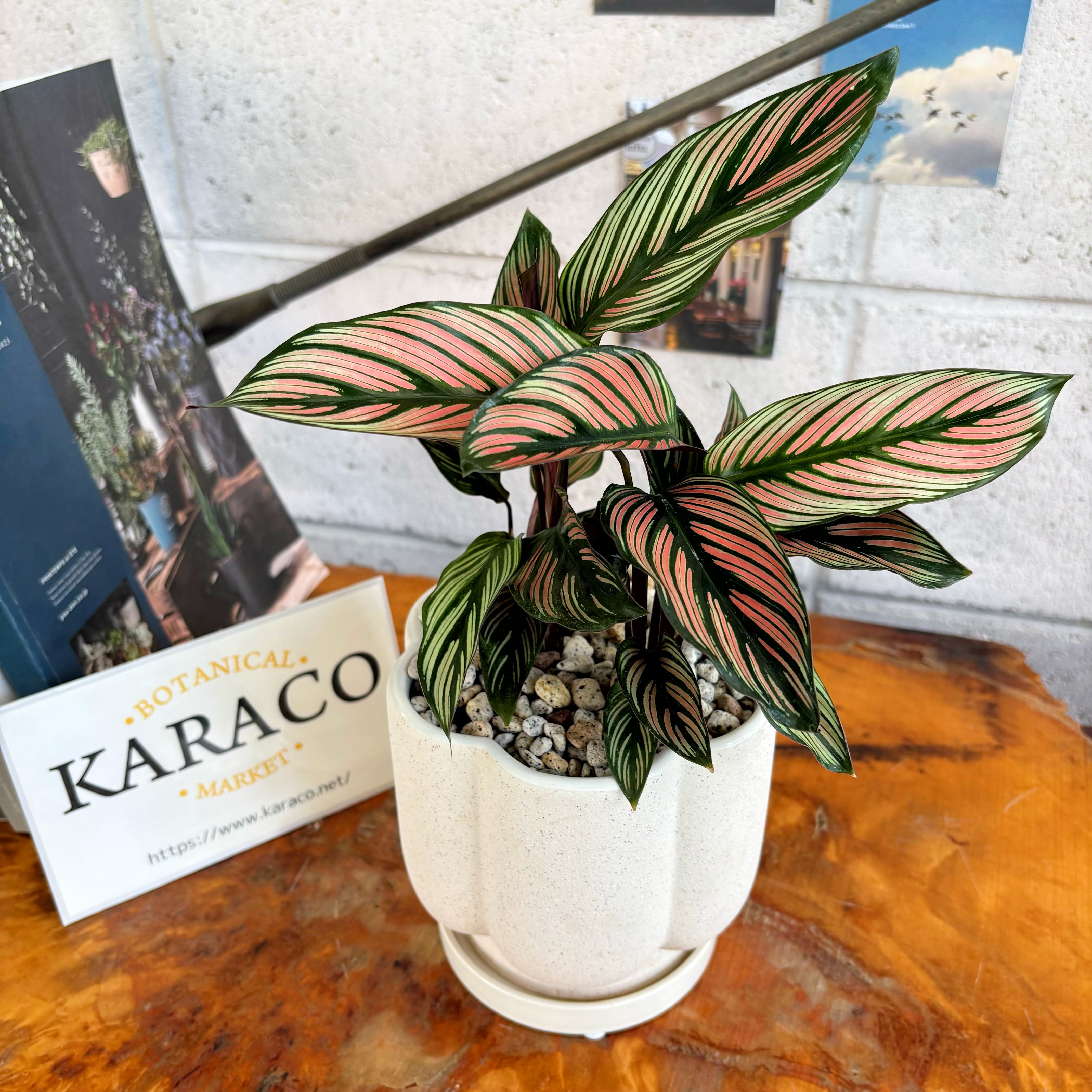 30cm | Botanical Market KARACO