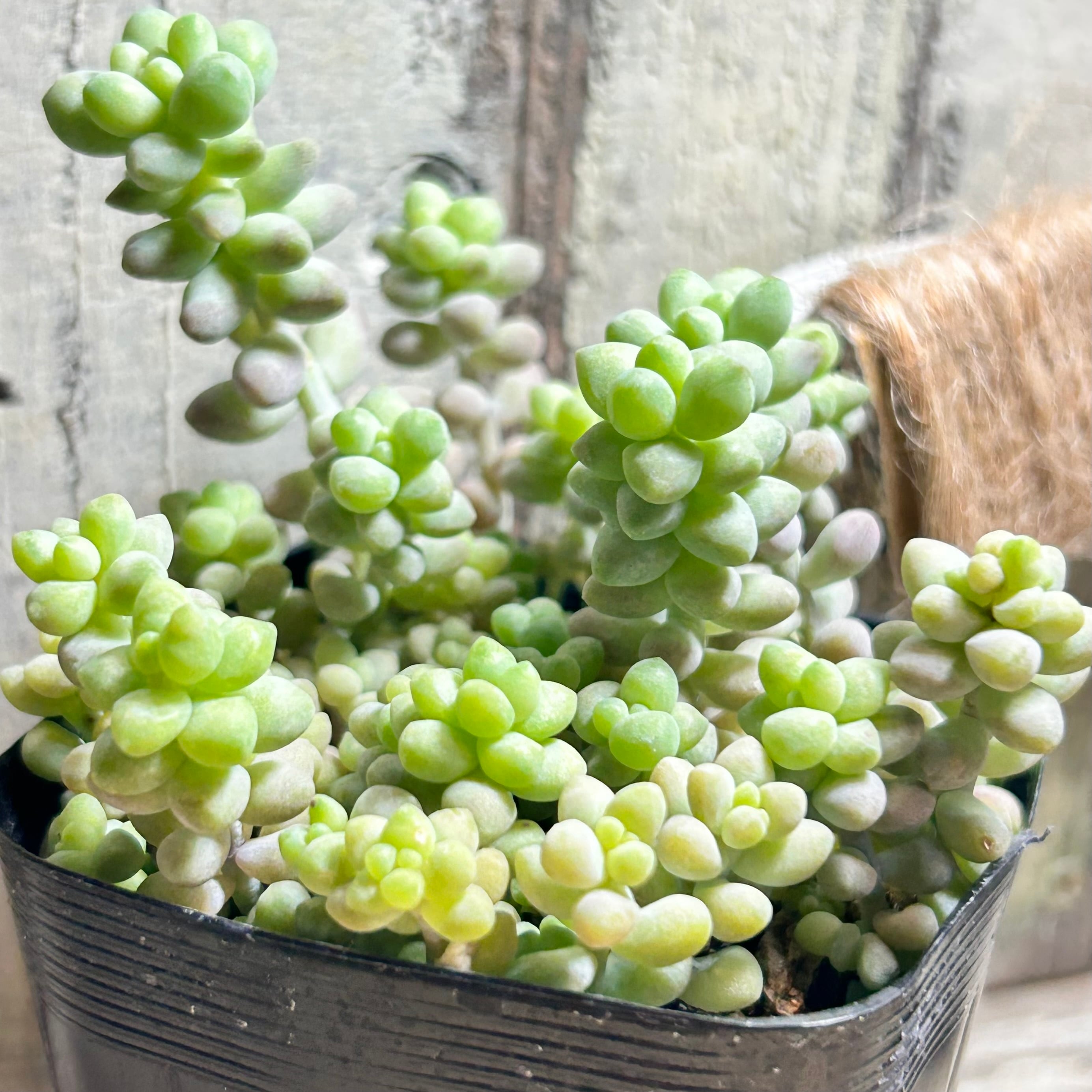 ブルゲリ コノフィツム | RuPo 多肉植物専門店