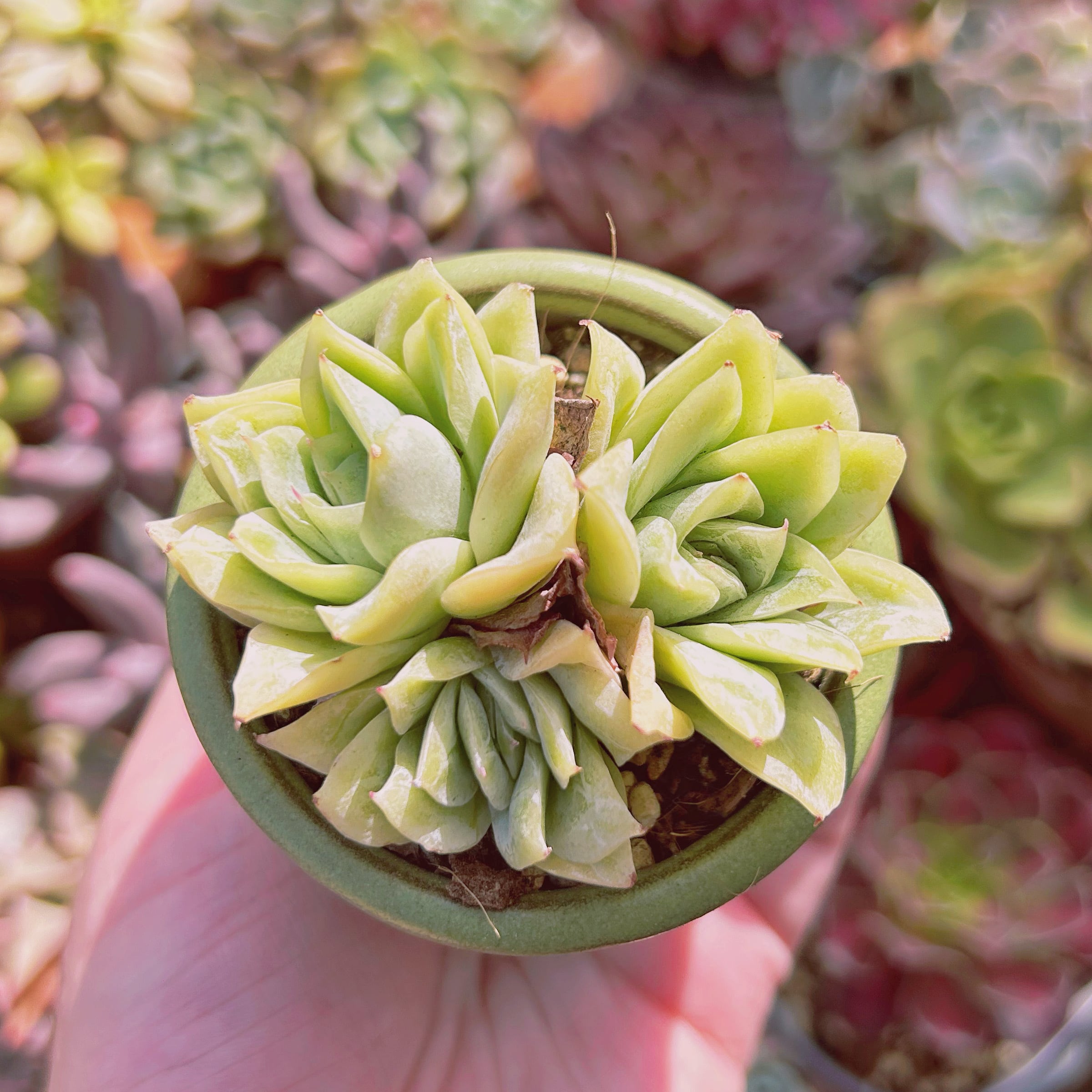 多肉植物　Echeveria  クィーンローズ覆輪錦　2～3頭