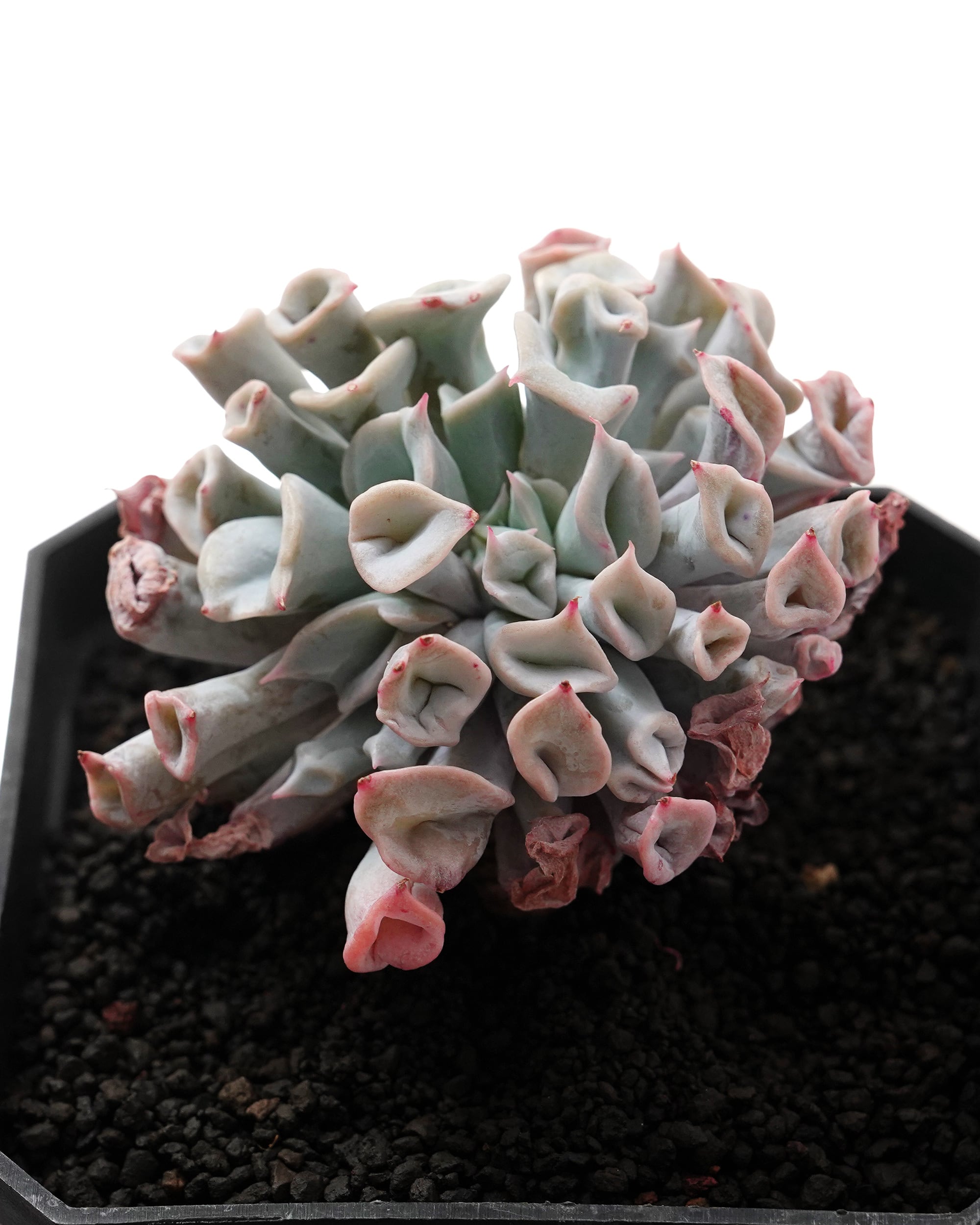 発根済カット苗 トランペットピンキー Echeveria 'Trumpet Pinky