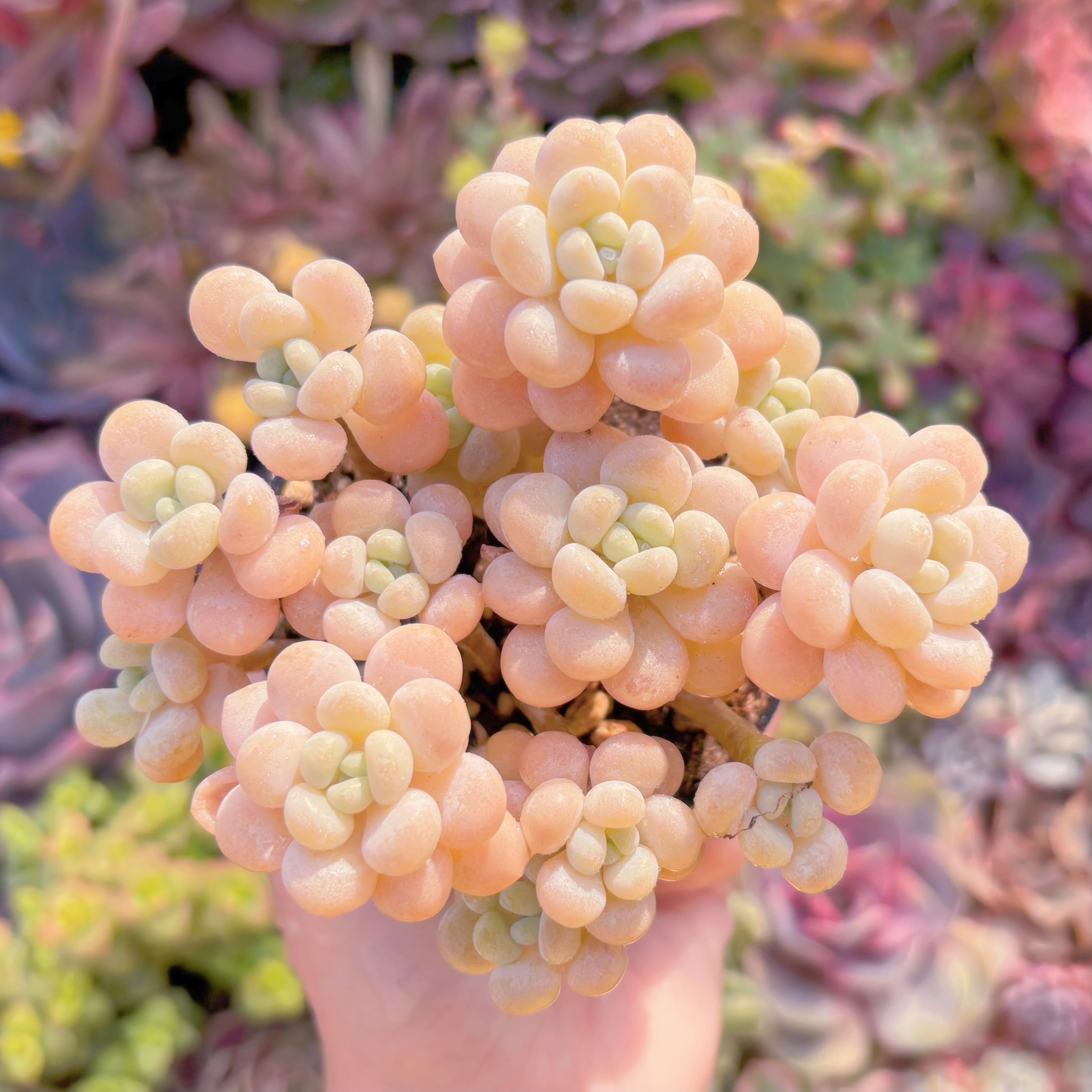 現品　丸葉ストロベリーミルク#701　群生　るる農園