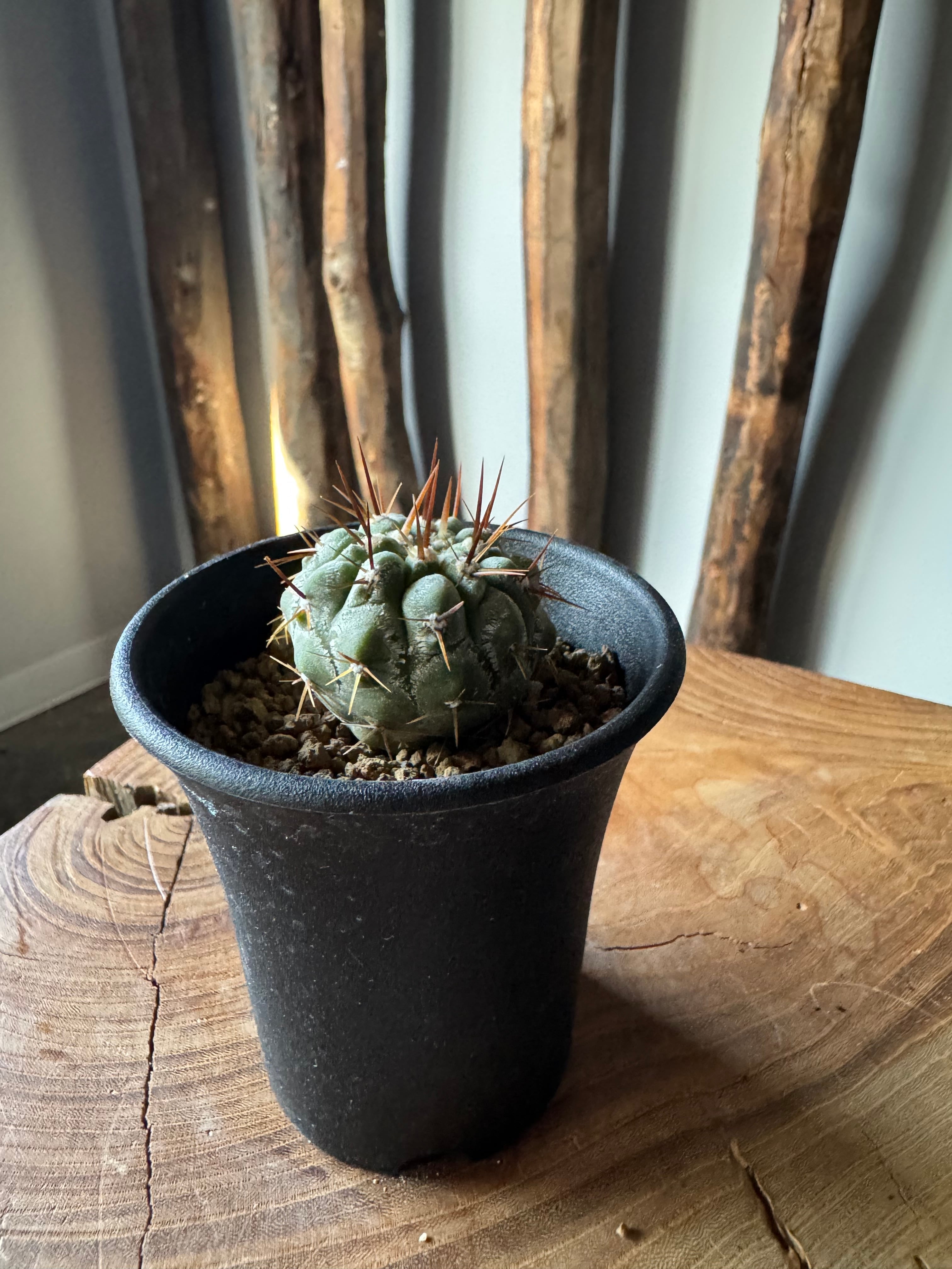 新着】Copiapoa cinerea var. columna-alba【俺の孤竜丸】コピアポア