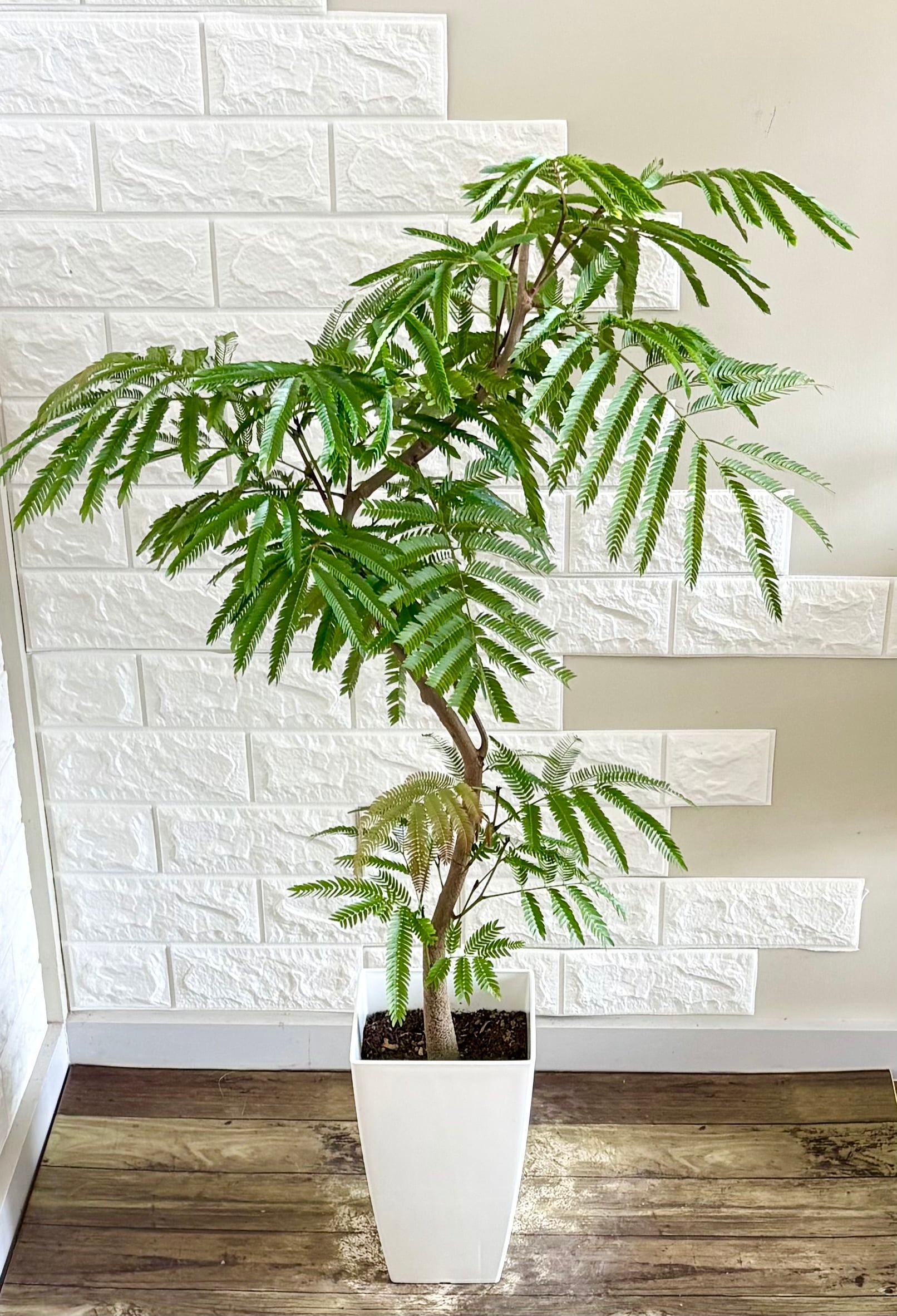 カシワバゴム⭐️曲がり⭐️大型⭐️観葉植物 | 観葉植物のお店 feerie
