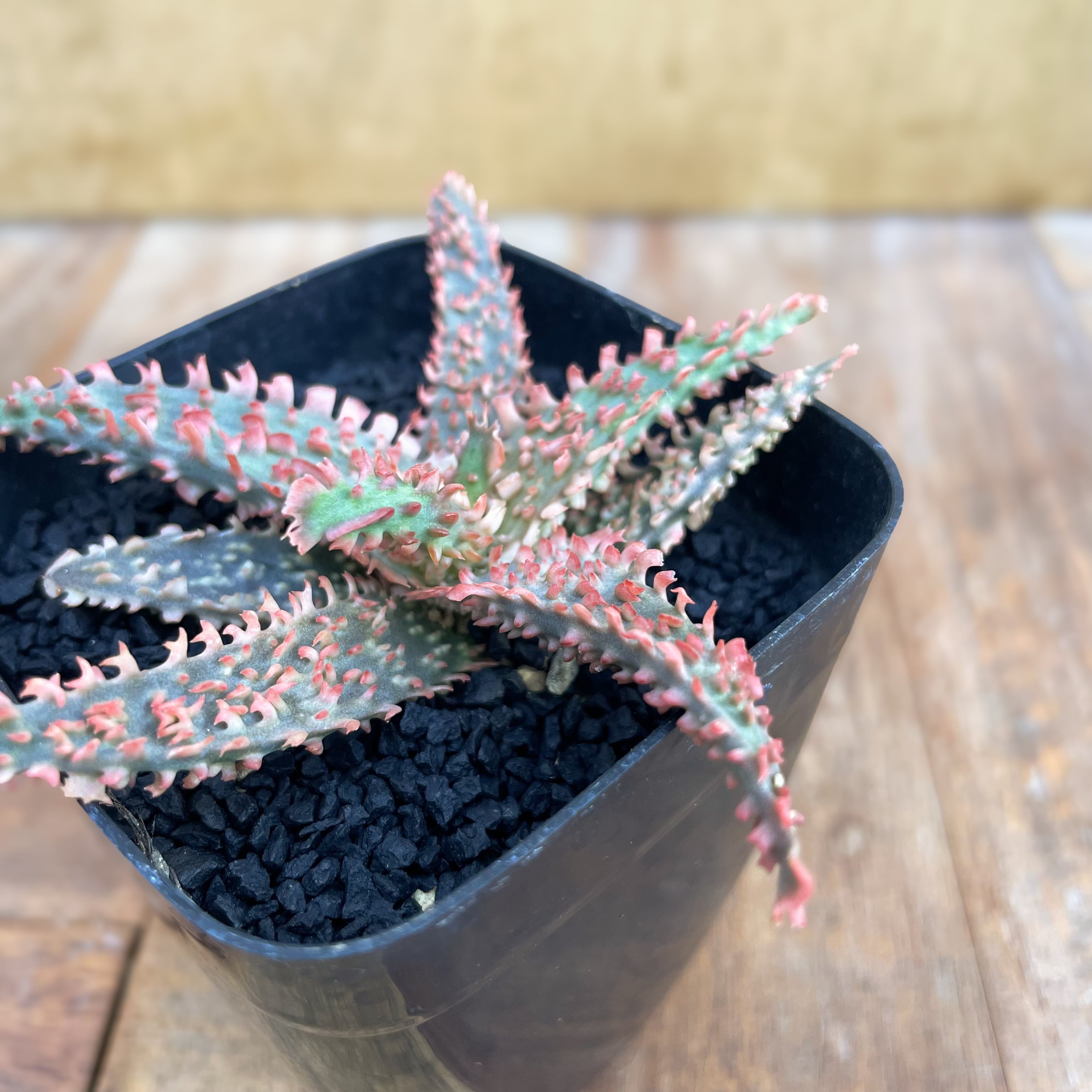 Aloe castilloniae 【アロエ・カスティロニアエ】 | RIMO'S