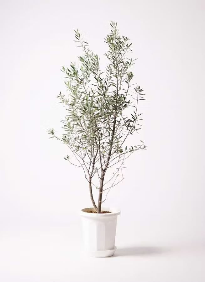 大株 オリーブの木 チプレッシーノ 10号 観葉植物 オリーブの木 10号 チプレッシーノ プラスチック鉢 | CAgarden