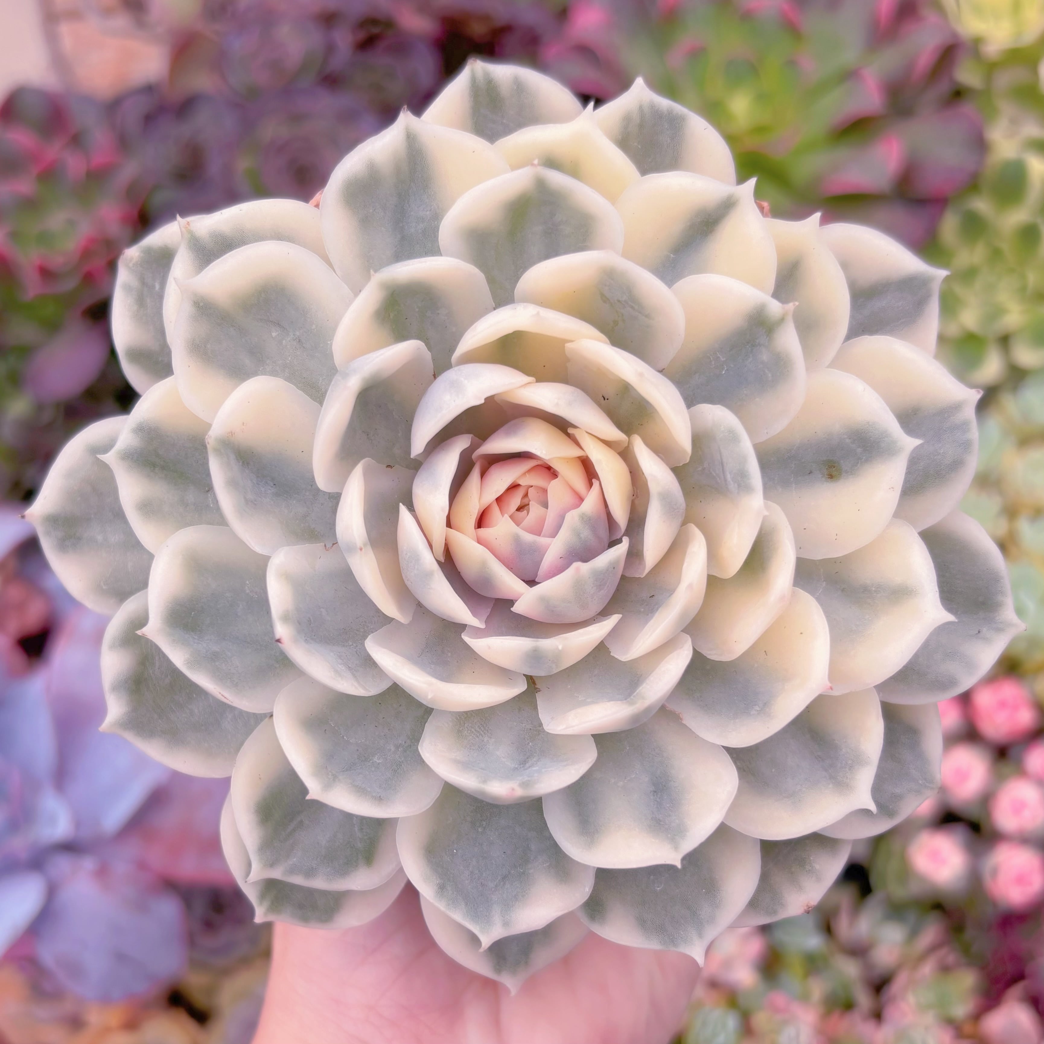 現品　オンスロー錦#915　大苗　るる農園