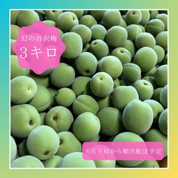 訳あり】山形県産 幻の谷沢梅 1.5キロ サイズミックス 農薬不使用 | PAY ID