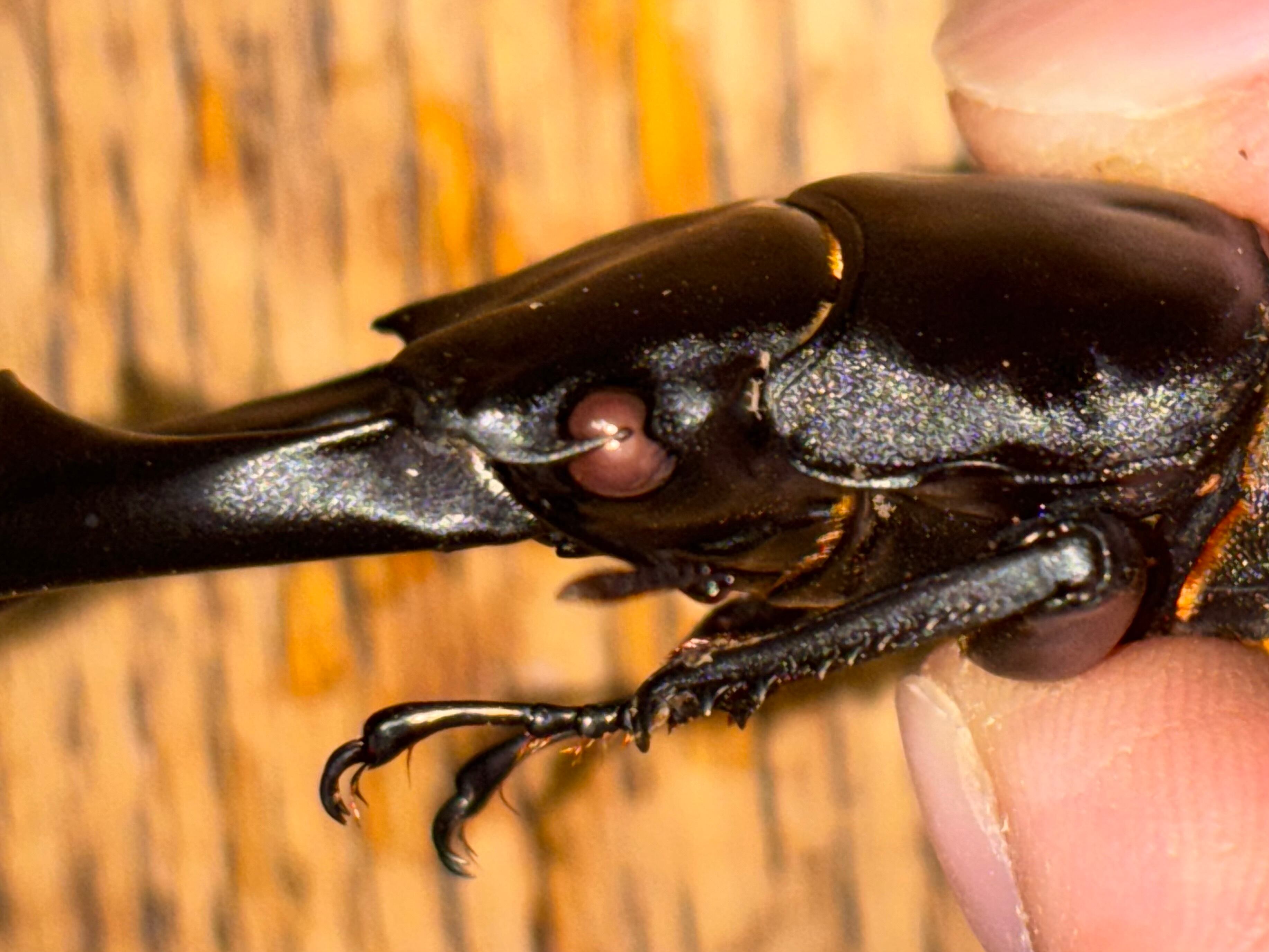 国産オオクワガタ 能勢YG ペア ♂81.1mm ♀51.5mm