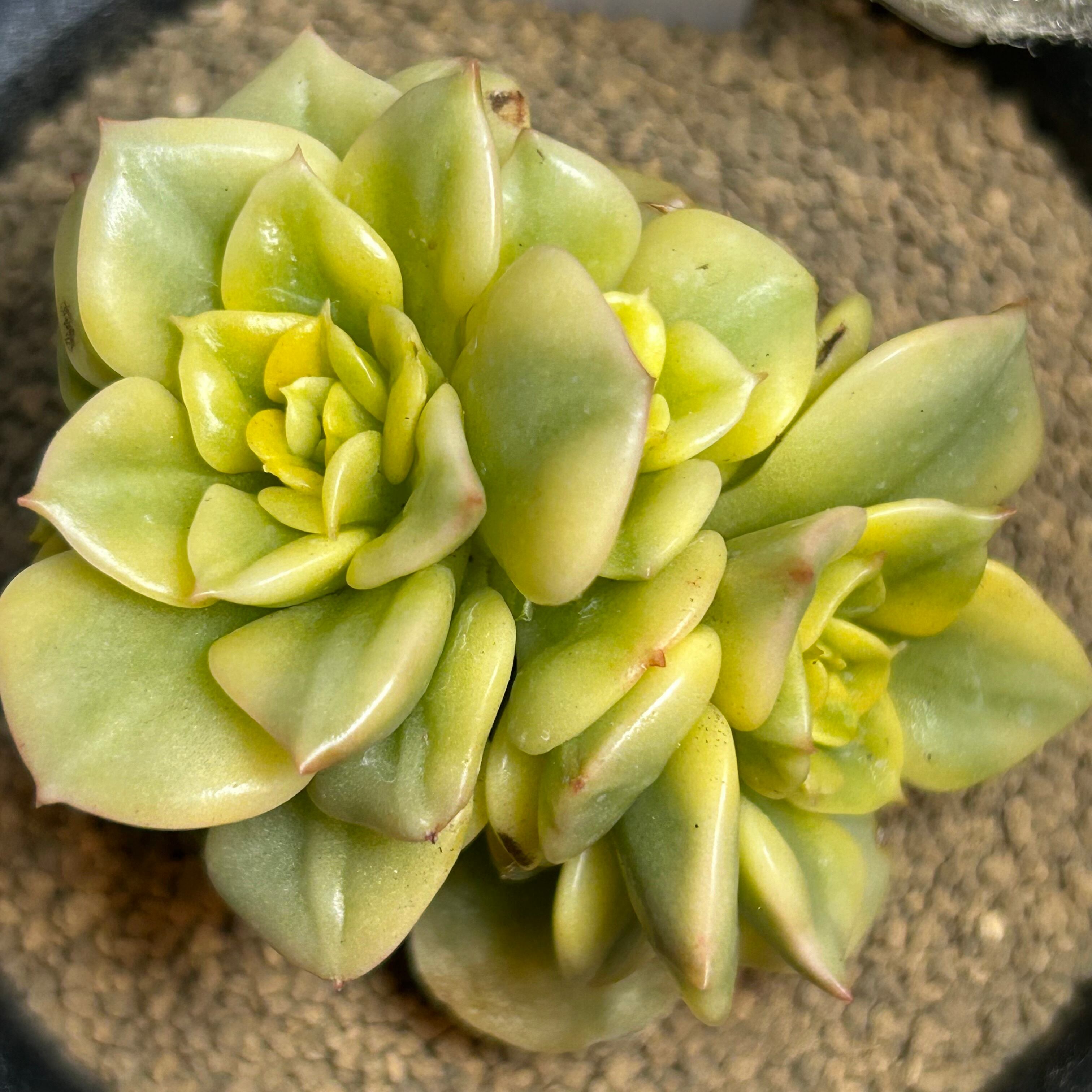 メローイエロー錦　覆輪斑　希少　カット苗　多肉植物　匿名配送 斑入り花月 4号 斑入り 多肉植物 成金草 黄金花月 : パリジェンヌ