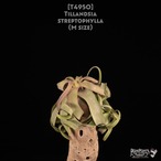 【送料無料】streptophylla M〔エアプランツ〕現品発送T4950