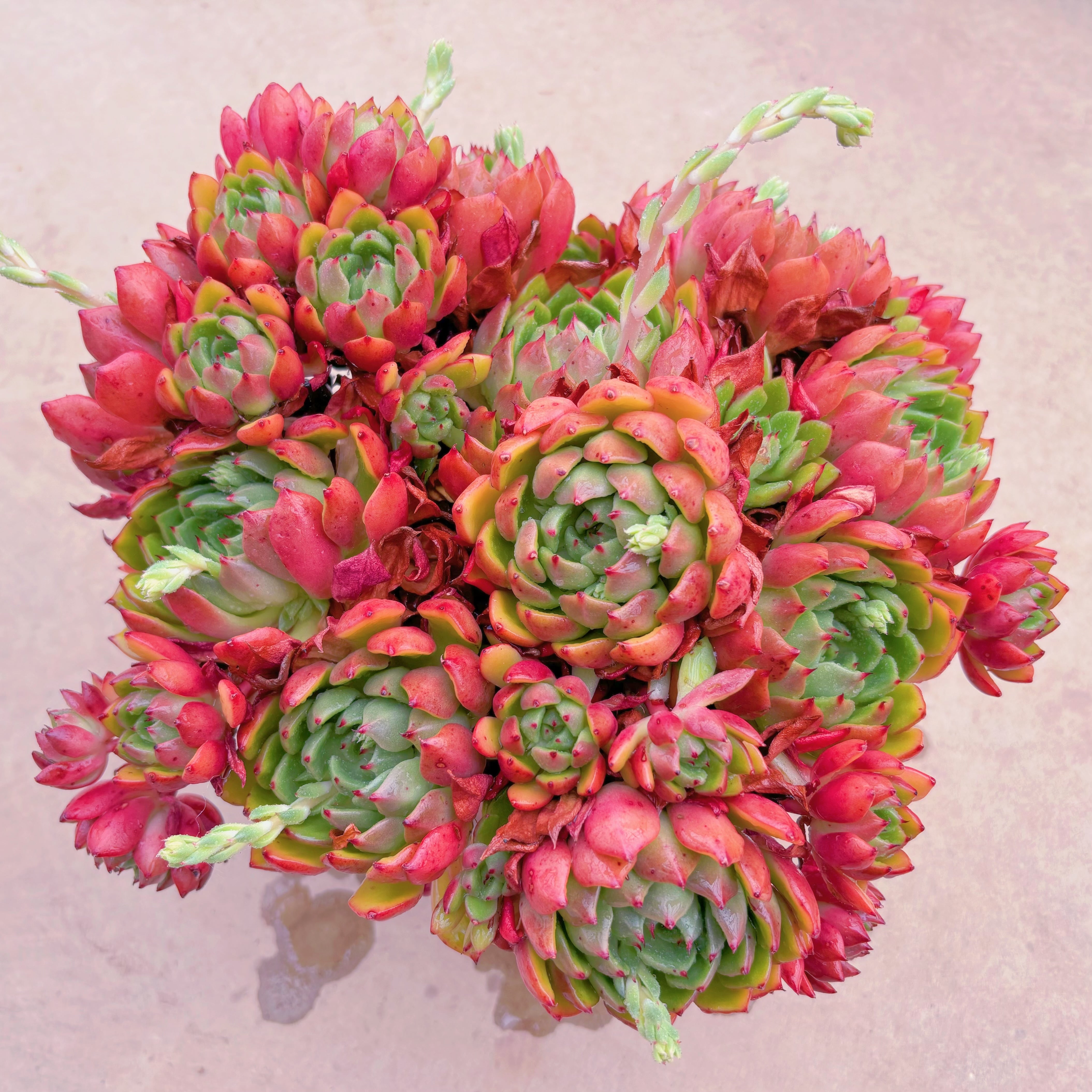 現品　新品種　油画#1132　特特大群生32cm　新入荷