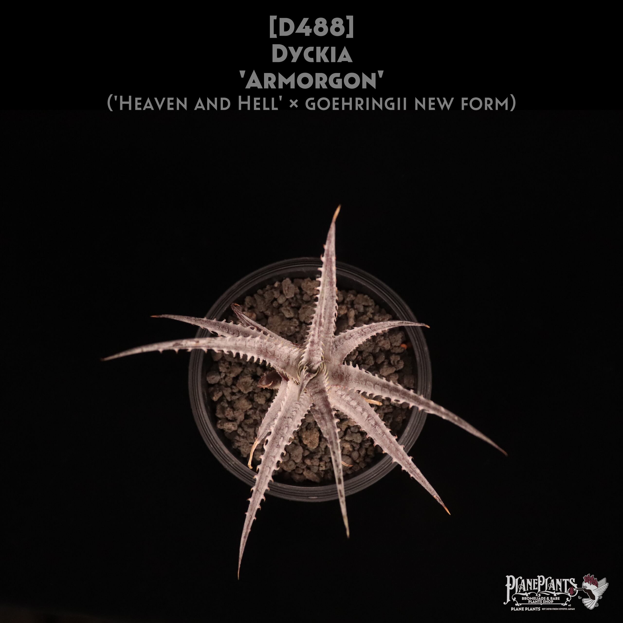 送料無料】Dyckia 'Armorgon'〔ディッキア〕現品発送D488 | PAY ID