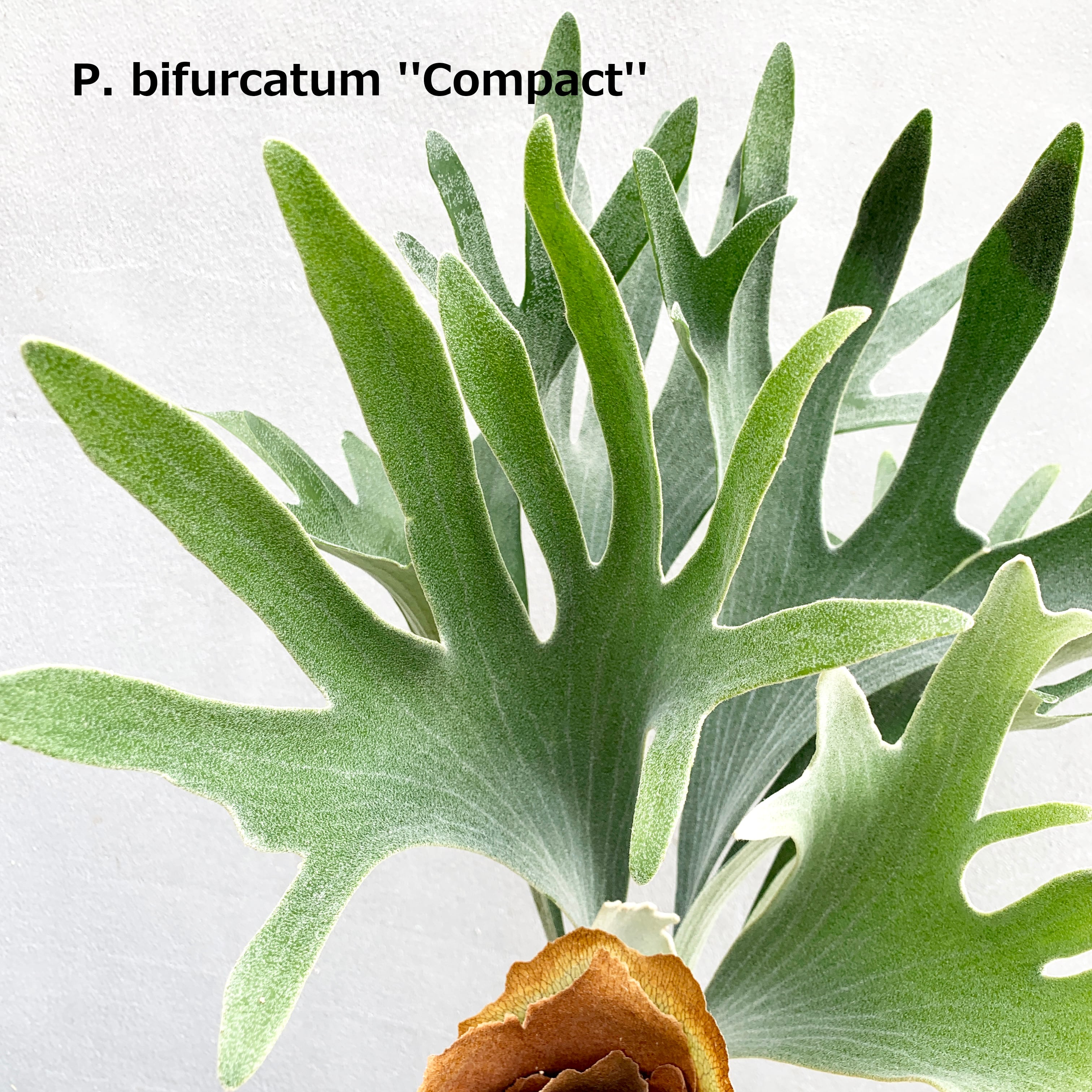 ビカクシダWillinckii copperwill wideform（oc） ビカクシダWillinckii copperwill wideform（oc）