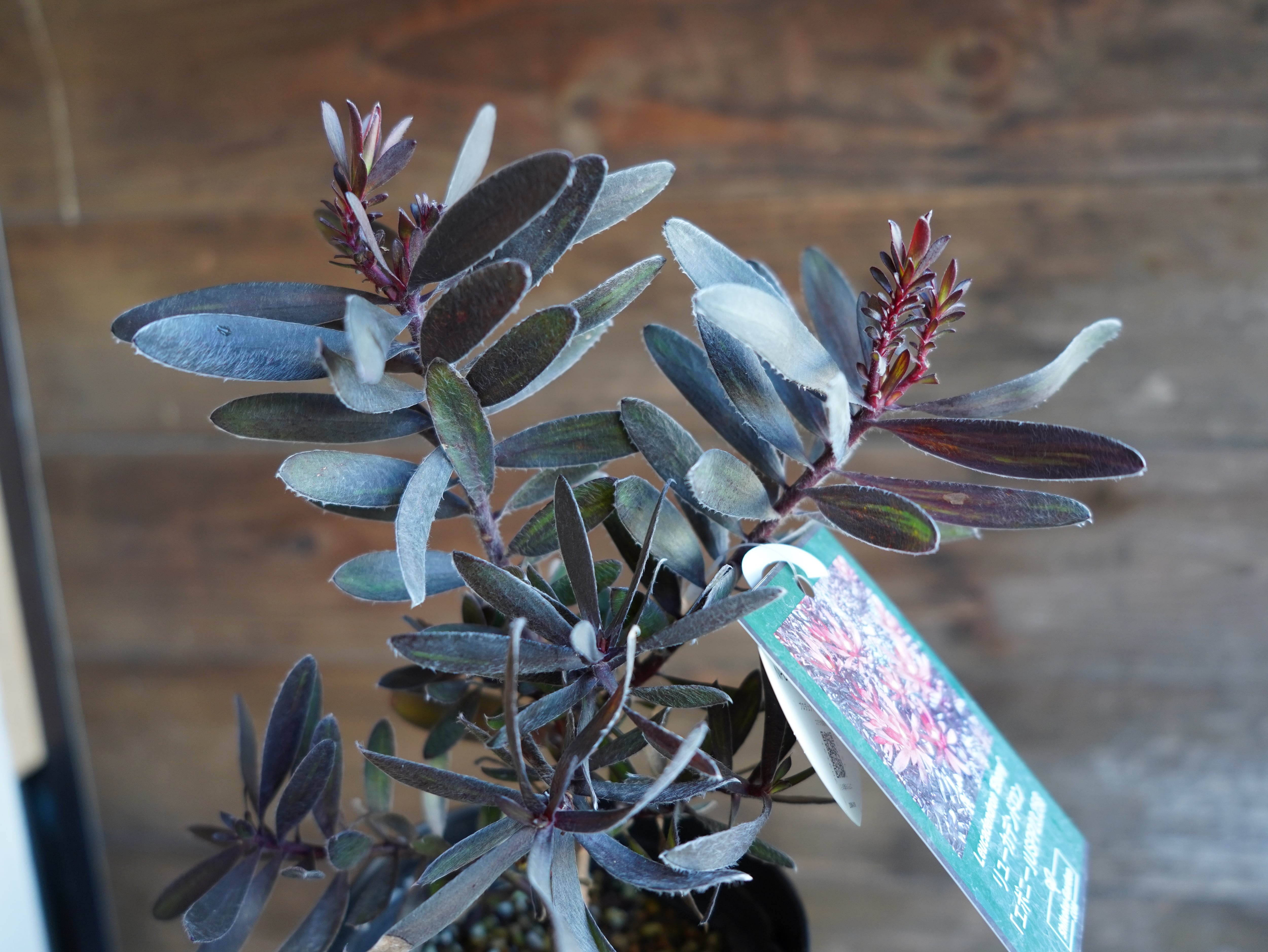 【現物】リューカデンドロン　”エボニー”　B