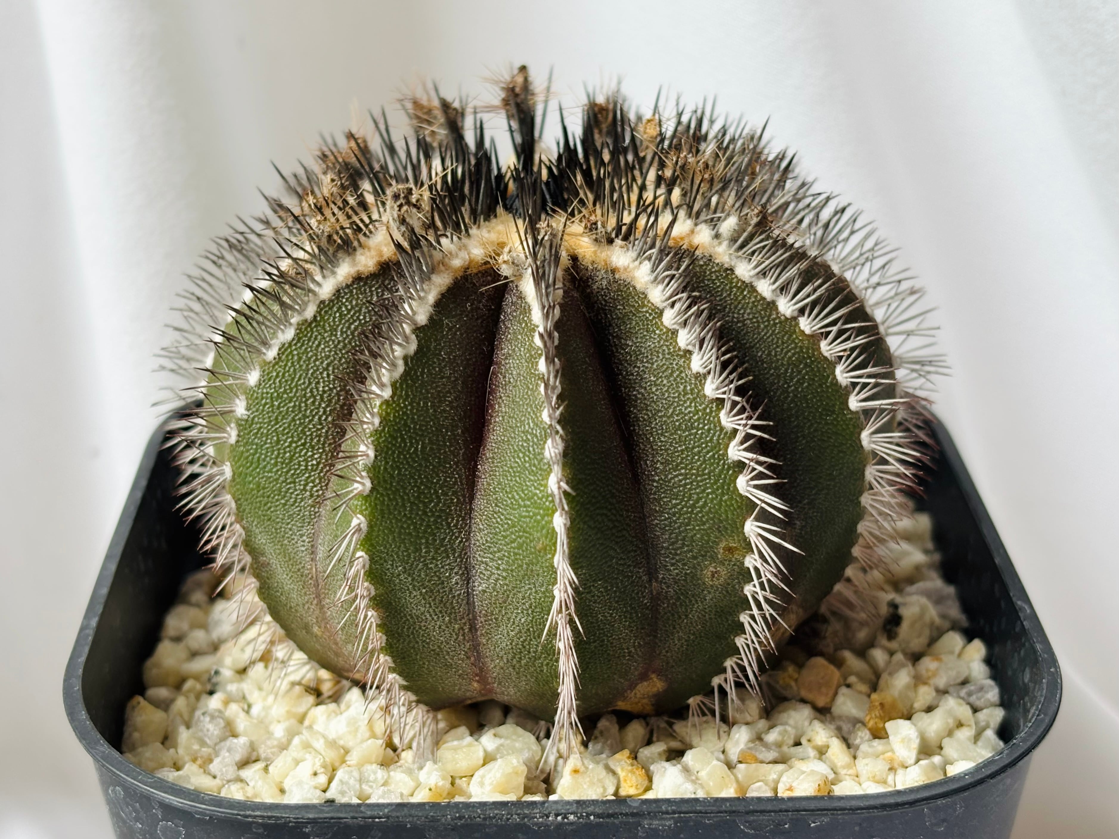 Coryphantha elephantidens コリファンタ 刺無象牙丸 サボテン