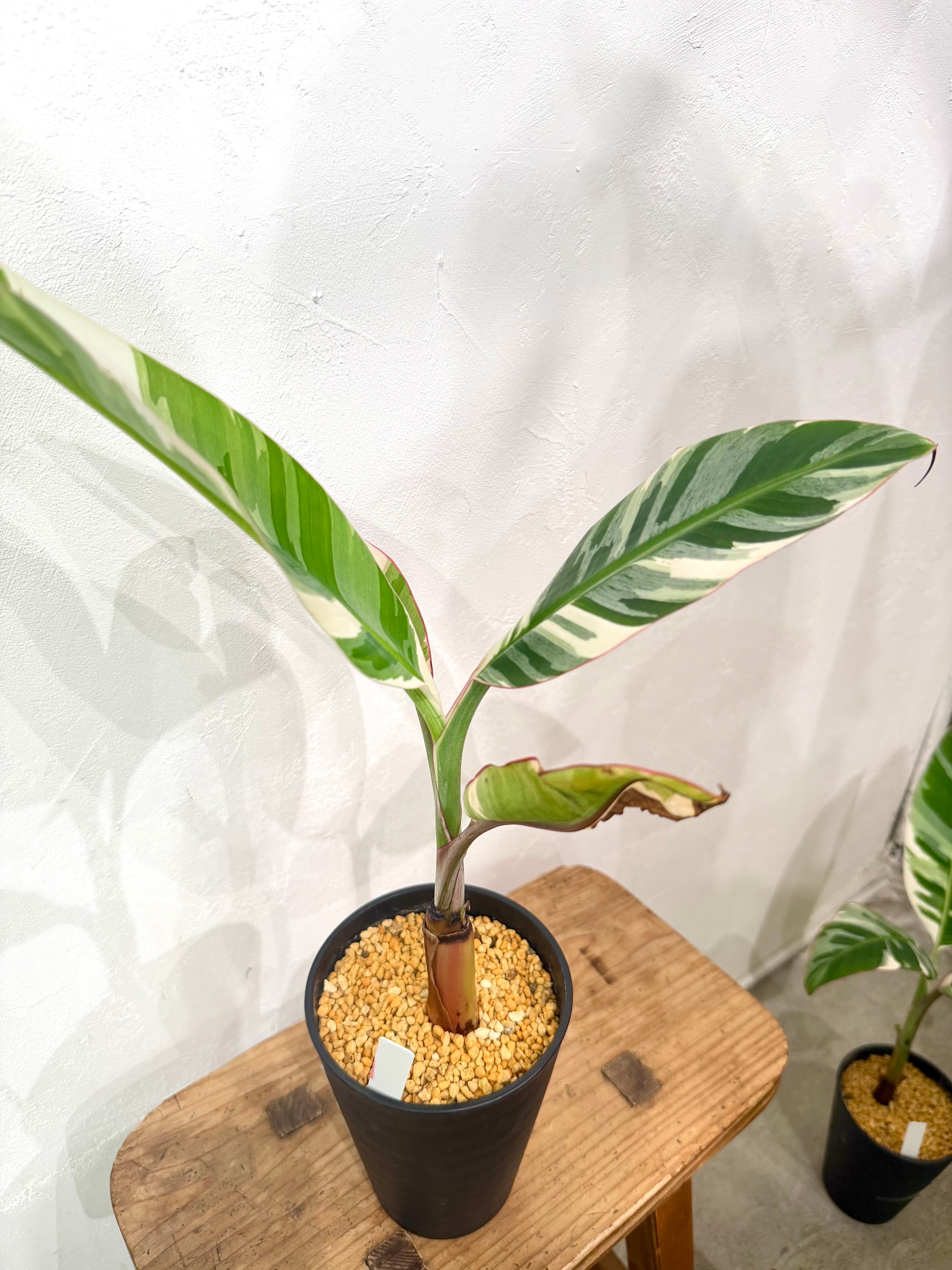 数量限定【超激レア植物D】斑入りのバナナムサアエアエ（ほとんど世に