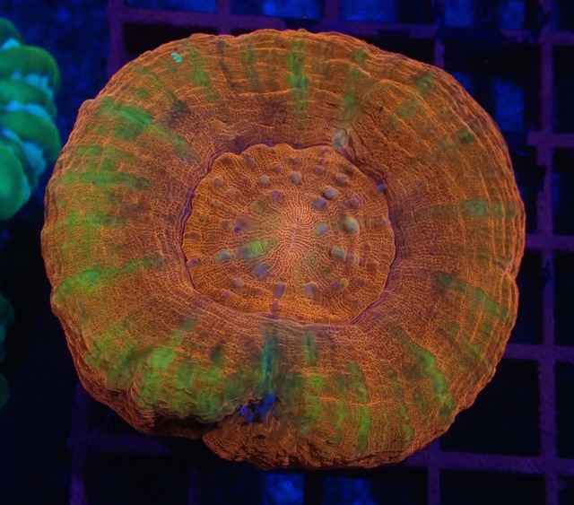 Scolymia Red