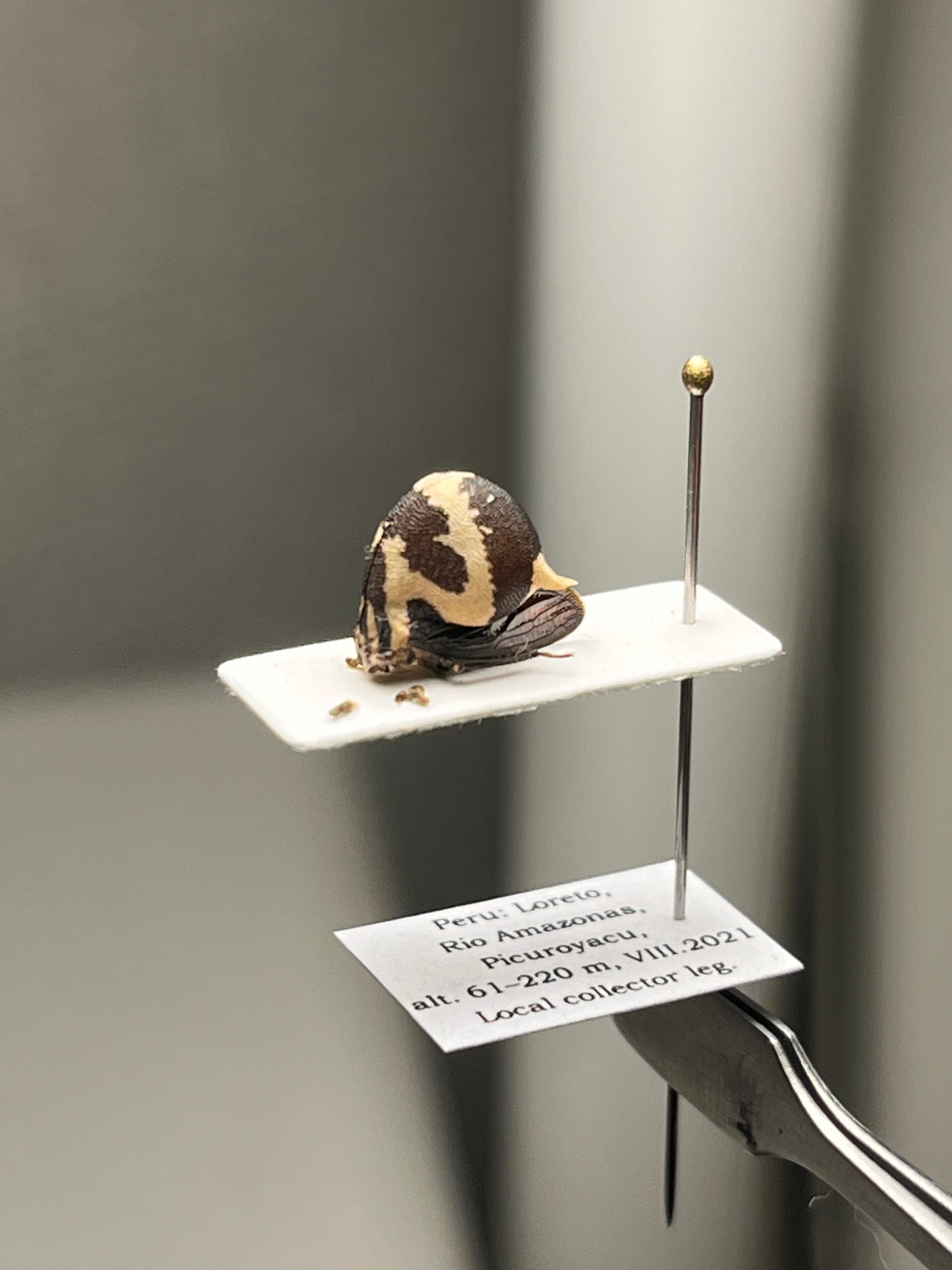完璧髑髏】パンダヘルメットツノゼミ Anchistrotus sp.セミ ホタル 蛍