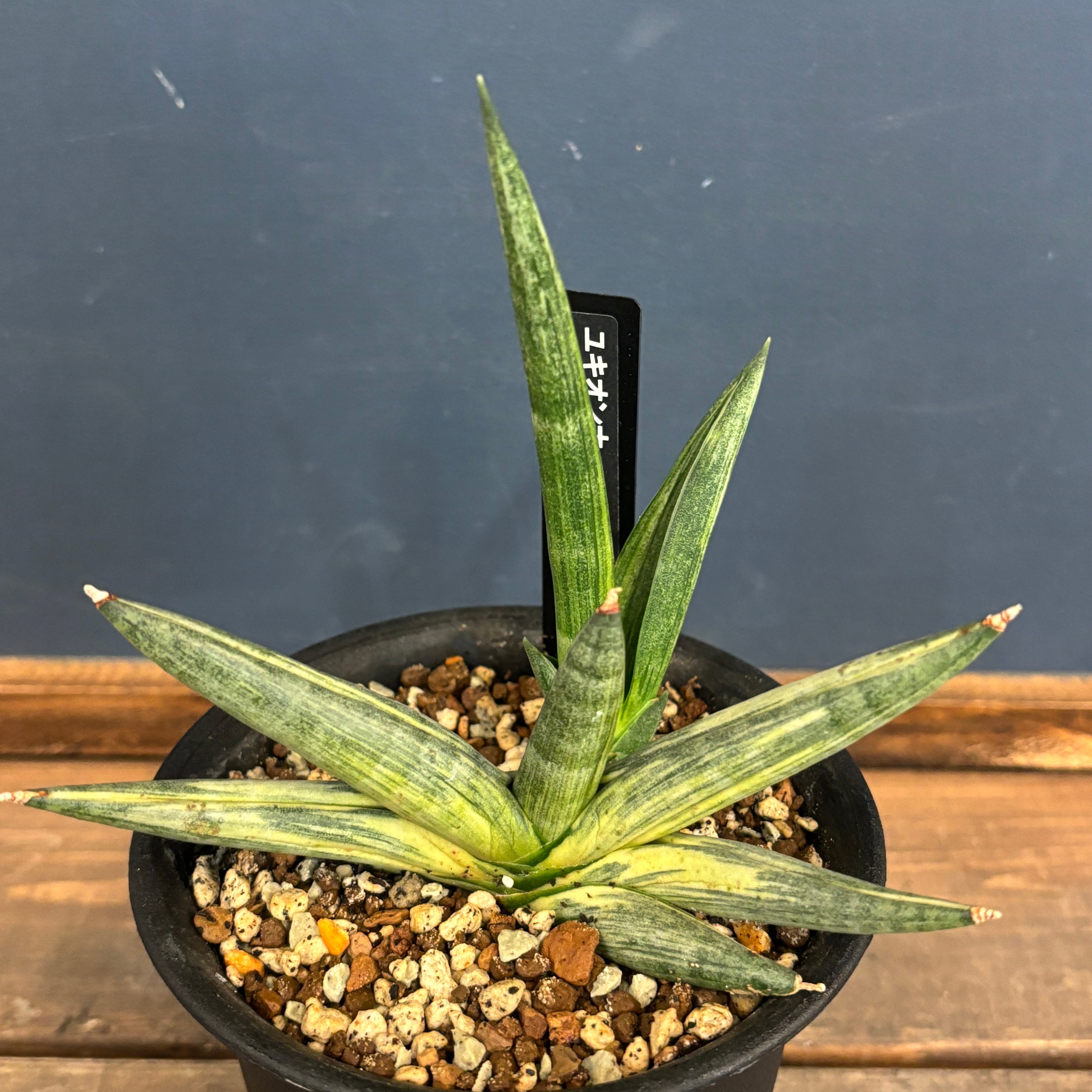 PROTOLEAF プロトリーフ