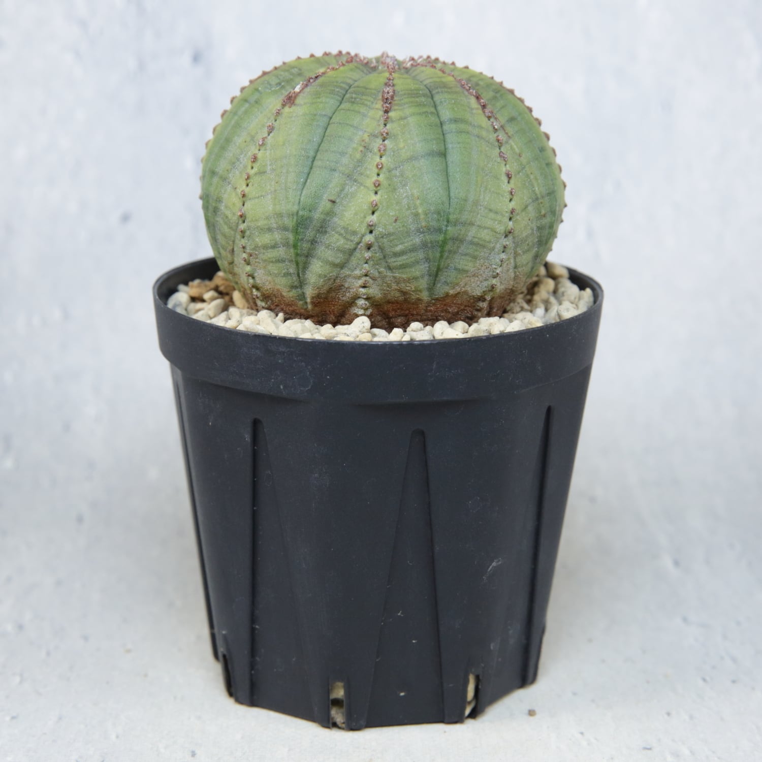 メス株 扁平 オベサ / ユーフォルビア | LIGHTHOUSE.PLANTS - 海外実生