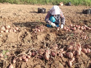 【特典つき】おいしいもん（真空焼芋）200g*2P、甘いさつまいもセット1kg