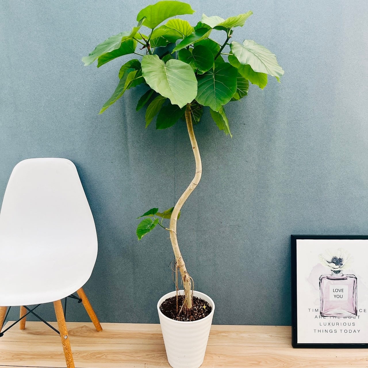 現品］【希少】14番 ドラセナ コンシンネ マジナータゴールド 8号 観葉