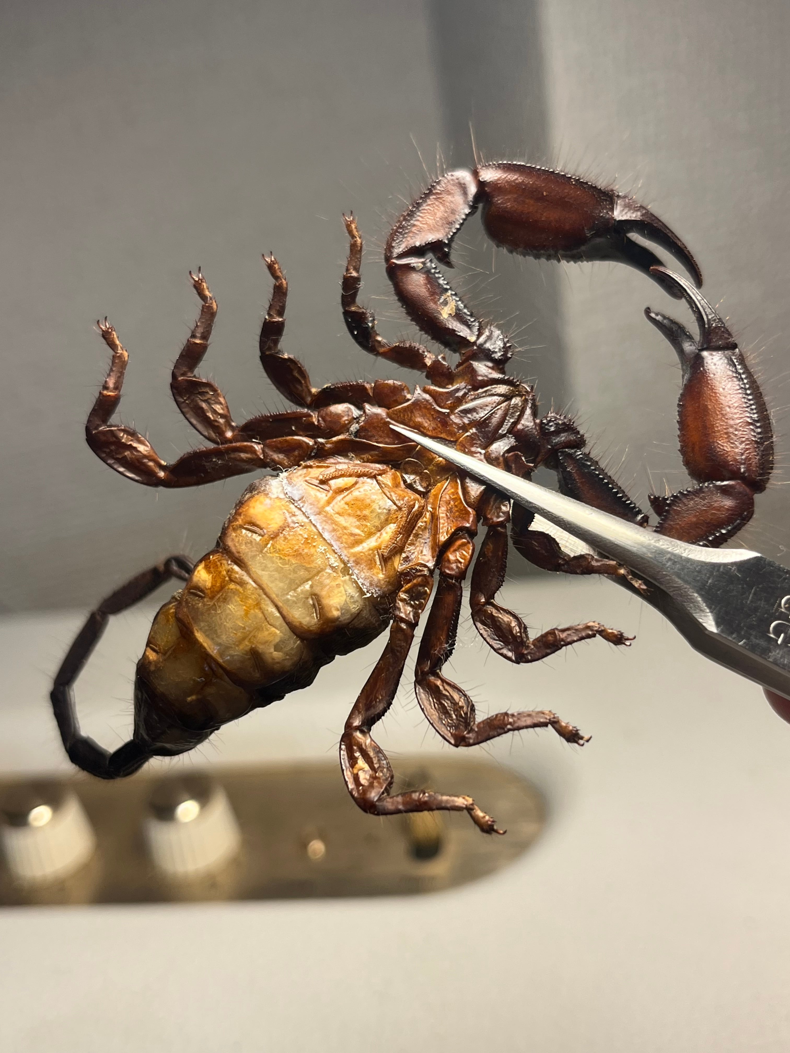 極美標本】フラットロックスコーピオン 全長9cm程サソリムカデ