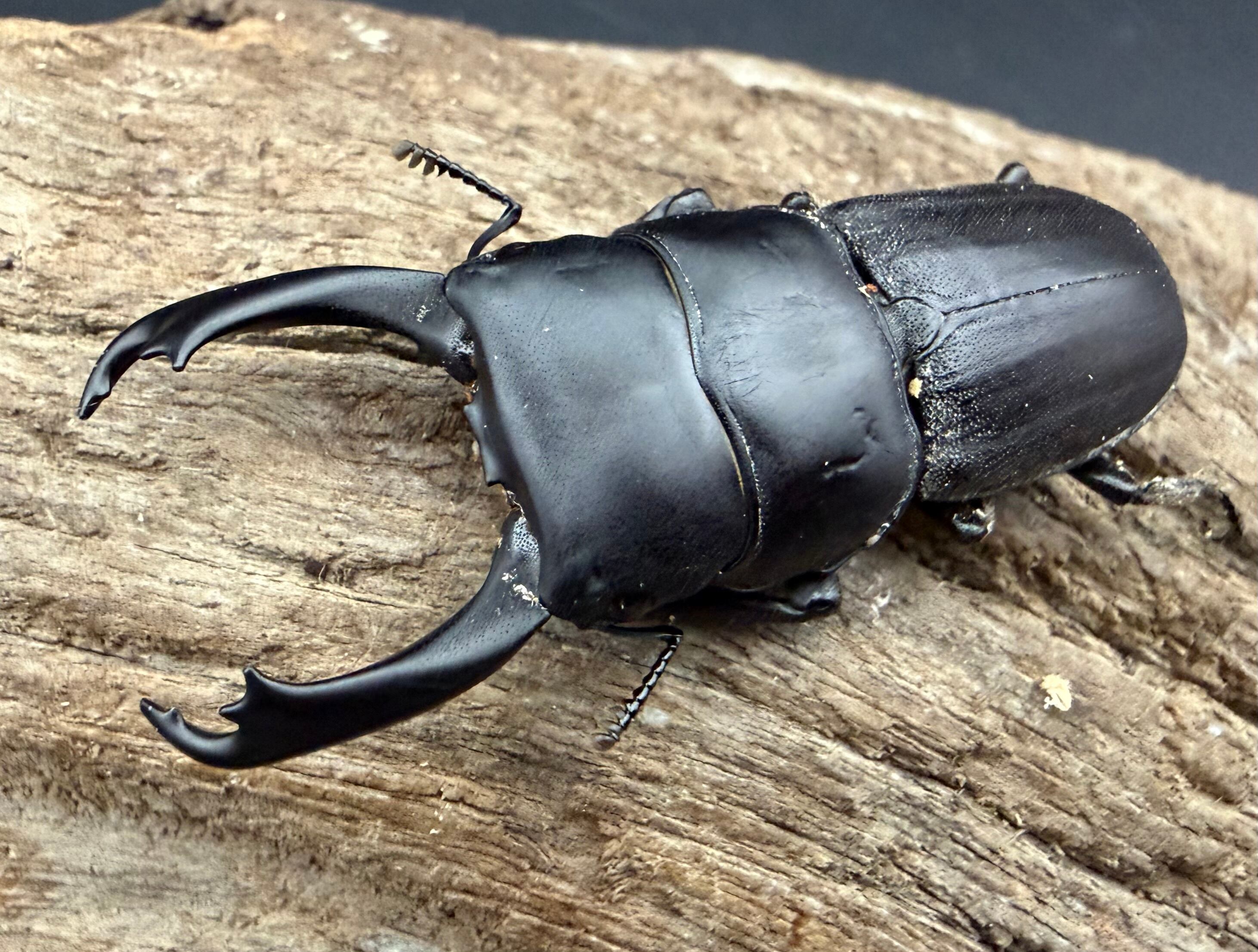 ヒラタクワガタの仲間 | KPW公式オンラインショップ