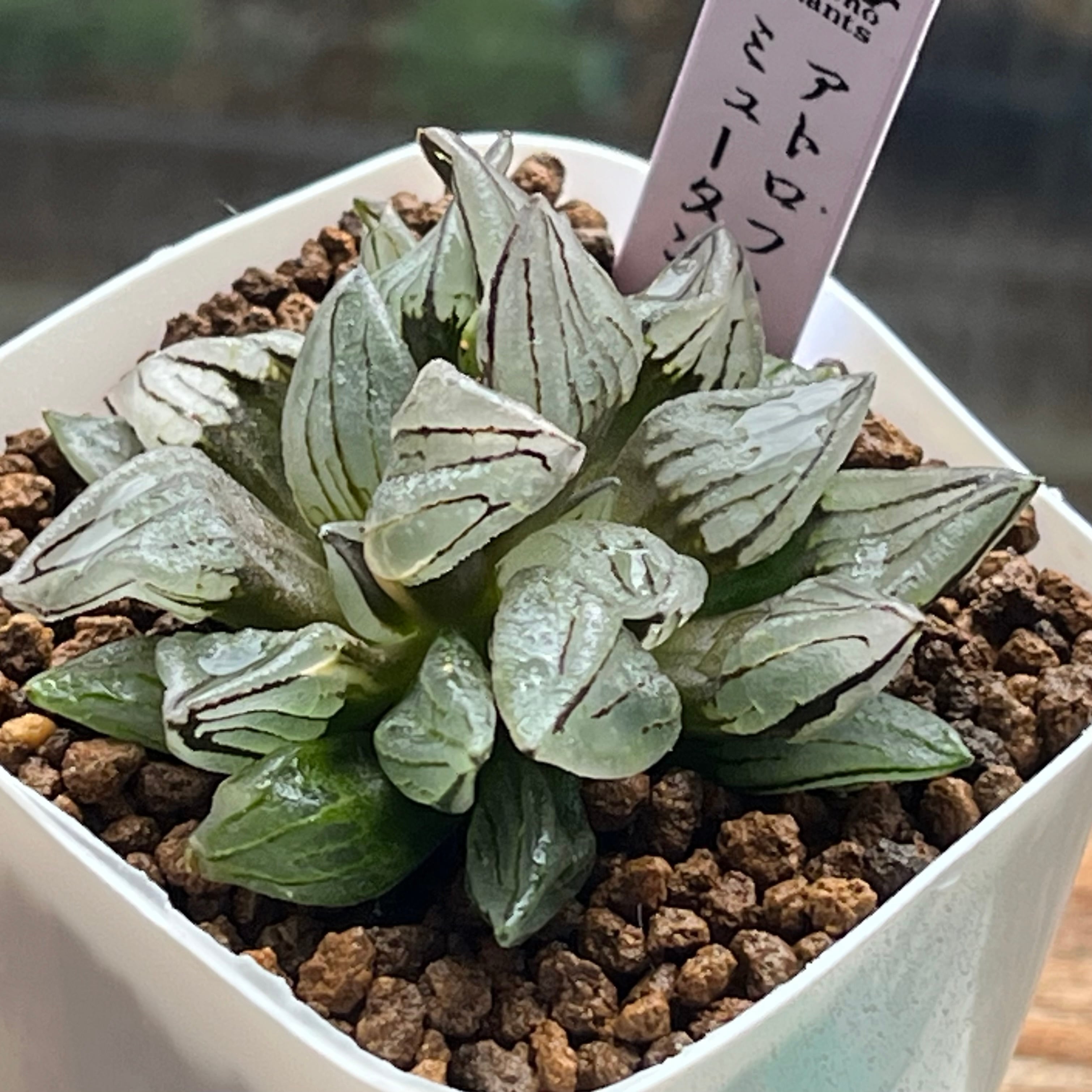 ハオルチア 紫王 オブツーサ錦 | mocono_plants