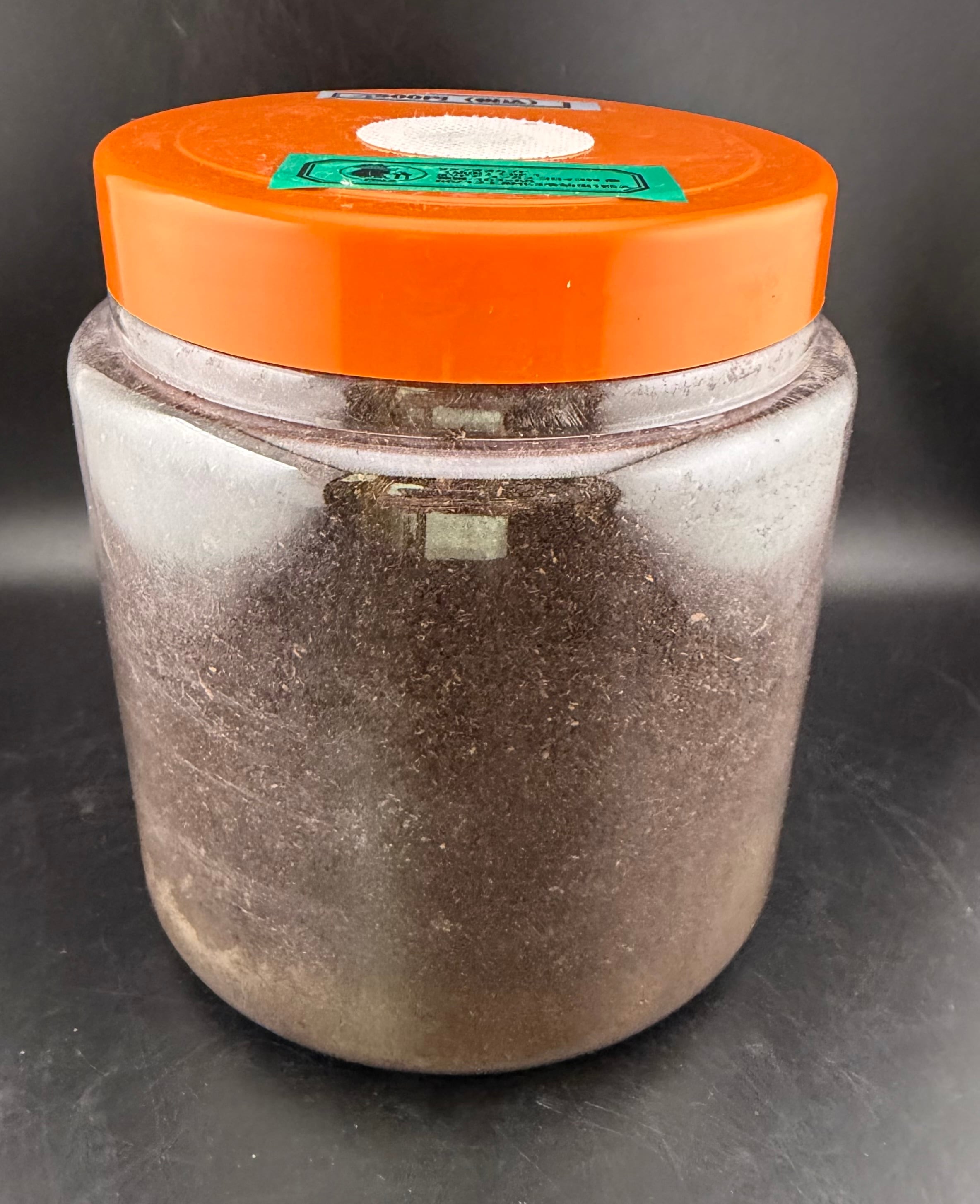 【標本】サタンオオカブト　ボリビア産　97.8ミリ　野外品 標本】サタンオオカブト ボリビア産 97.8ミリ 野外品 標本】サタン