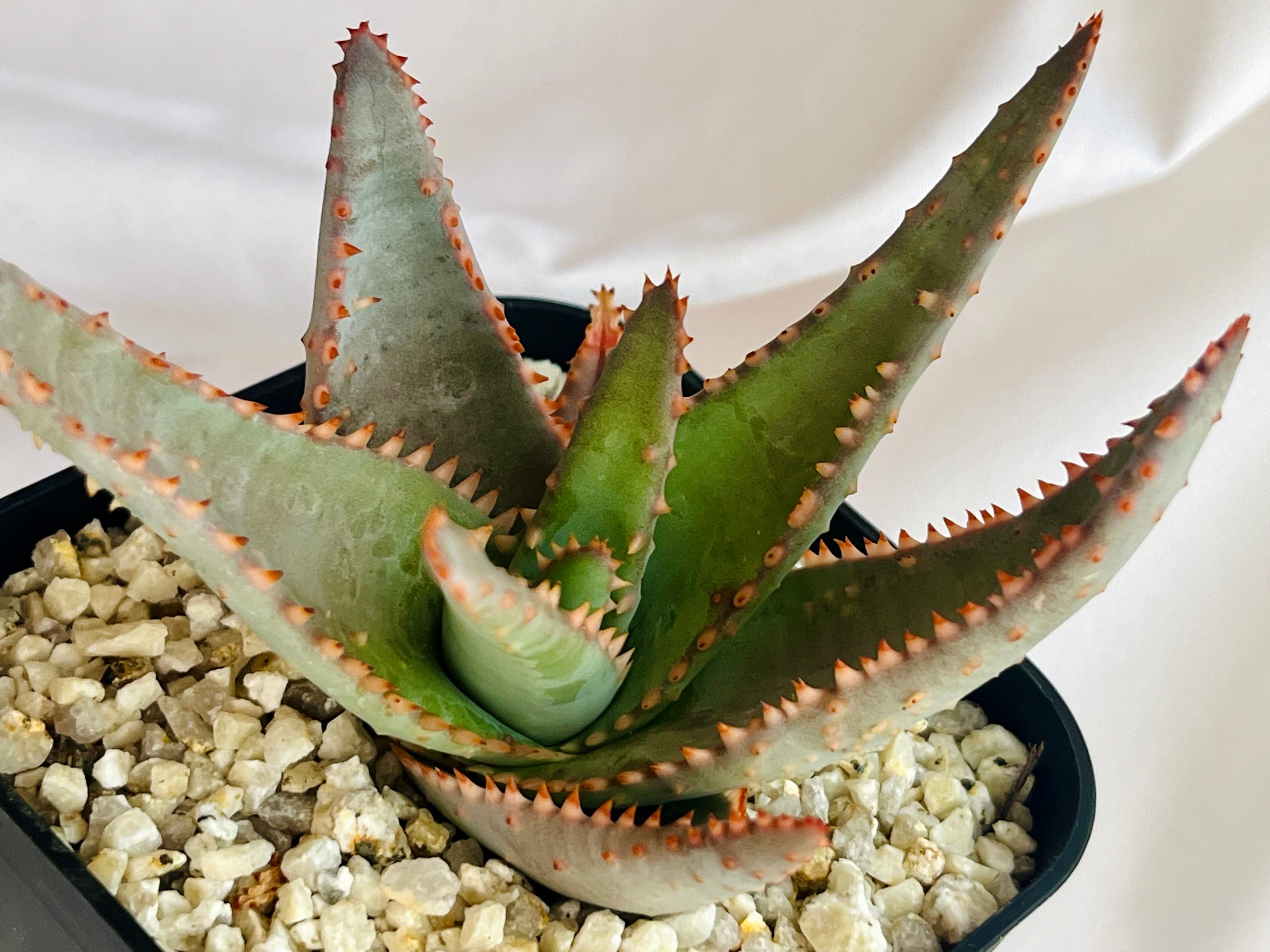 Aloe hybrid アロエ ハイブリッド 多肉植物 | plants MARU ー