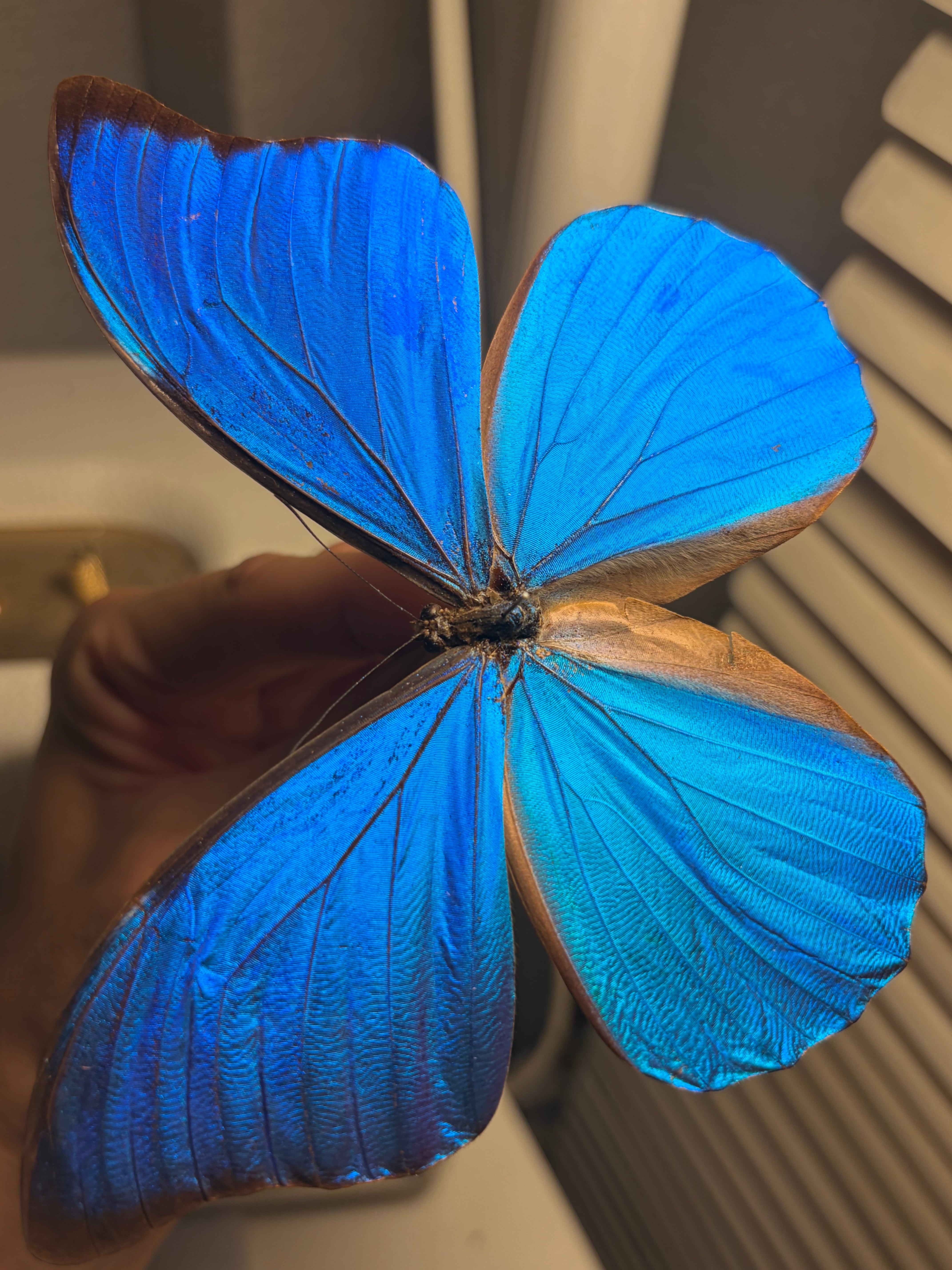 アナキシビアモルフォ 標本 蝶 チョウ Morpho anaxibia 外国産蝶標本