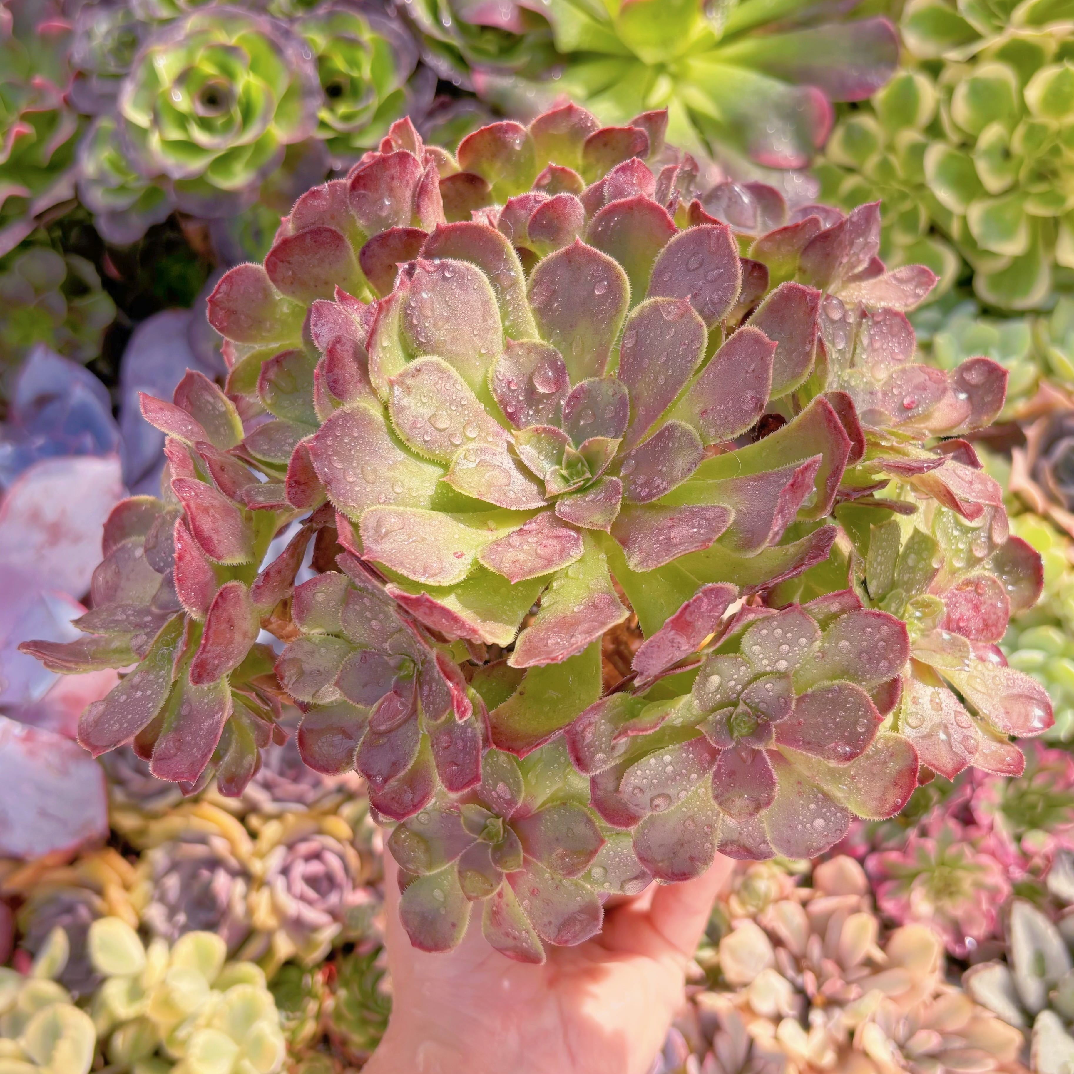 現品　plum purdy#C16　群生　るる農園