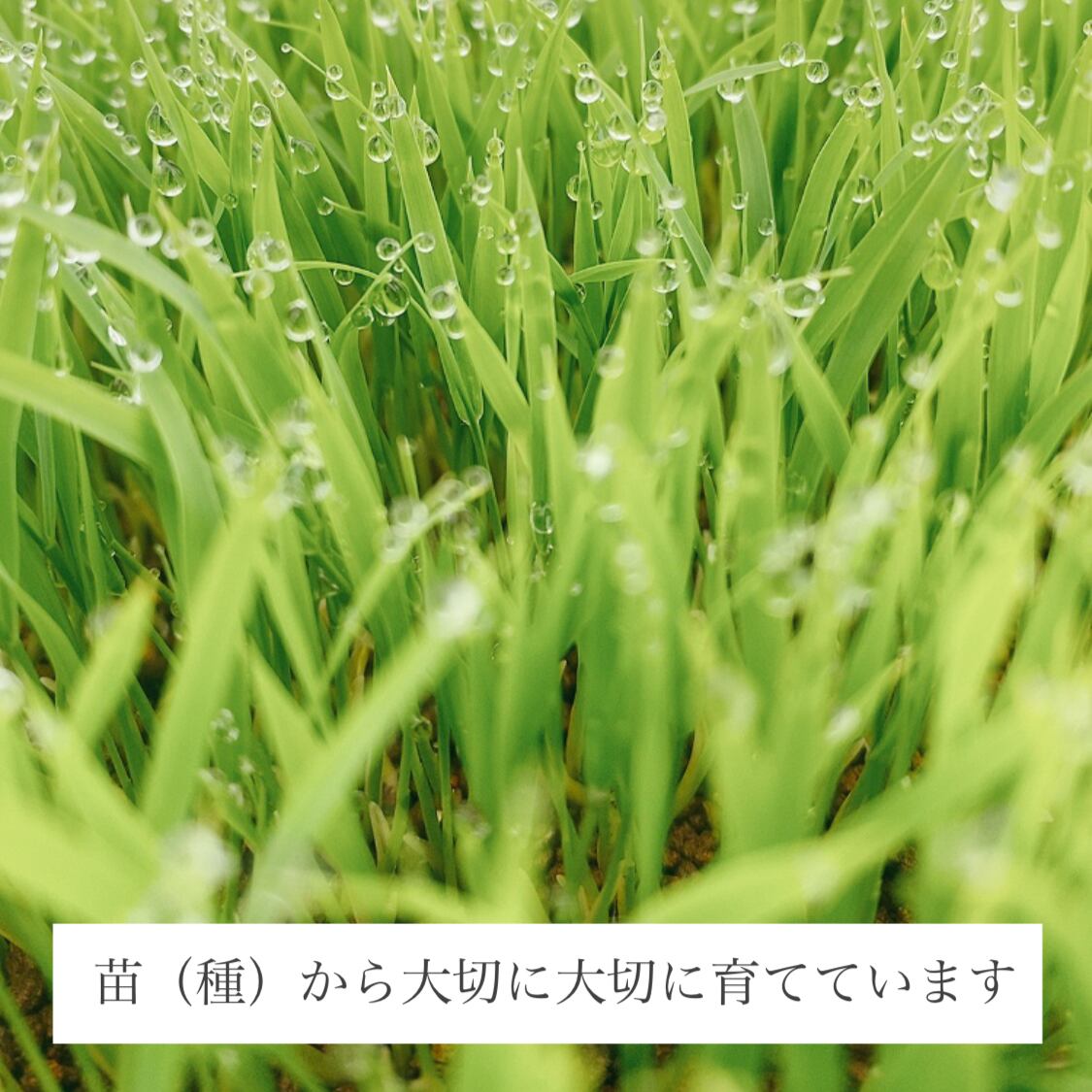 令和6年産新米 自然栽培米 自家採種 ササニシキ 精米20kg 農薬不使用  
