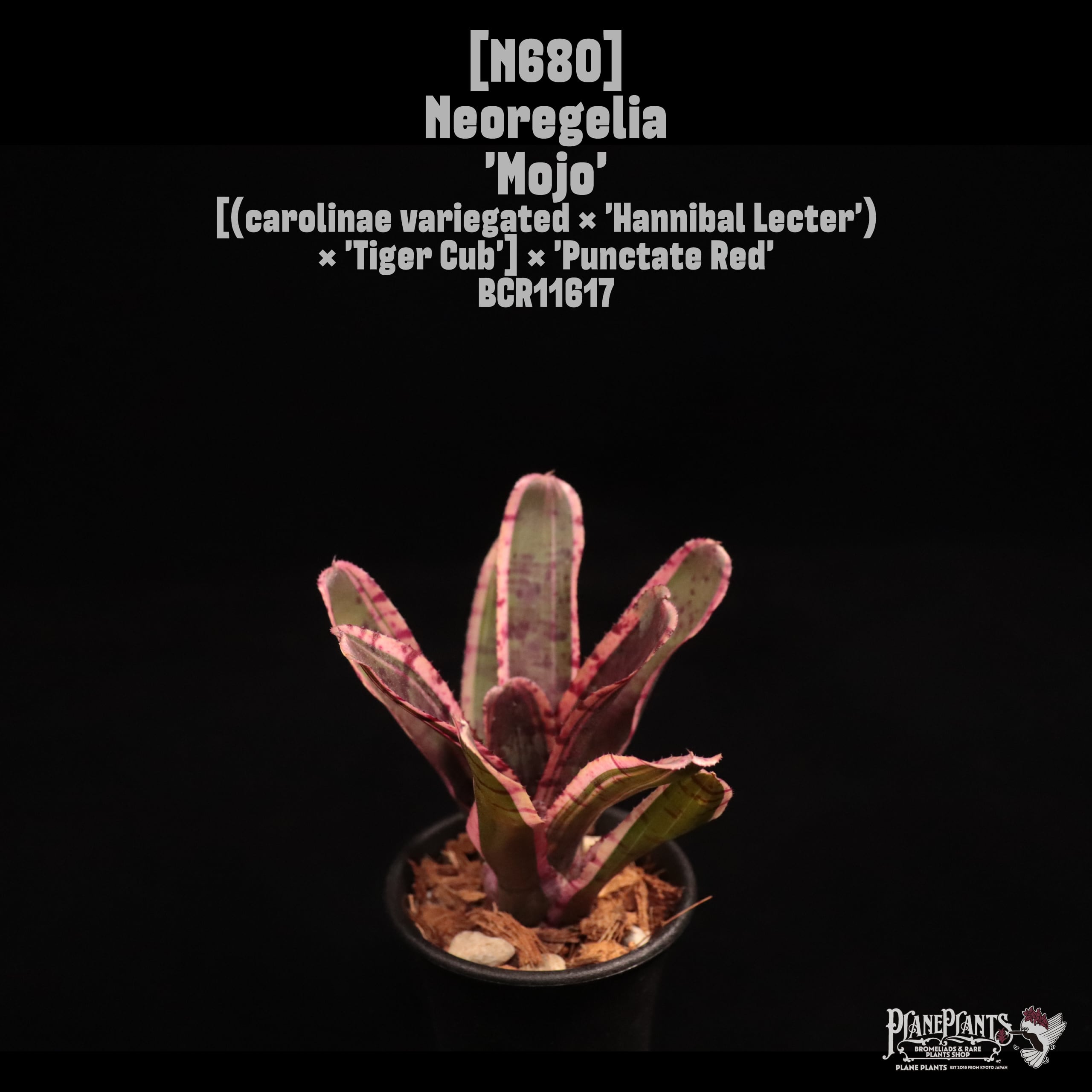 Neoregelia 'Mojo'〔ネオレゲリア〕N680