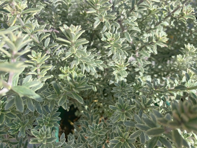 庭木 ウエストリンギア 斑入り 観葉植物 庭木plants Shopリトルシュシュ 庭木 ウエストリンギア 斑入り 観葉植物 庭木plants Shopリトルシュシュ